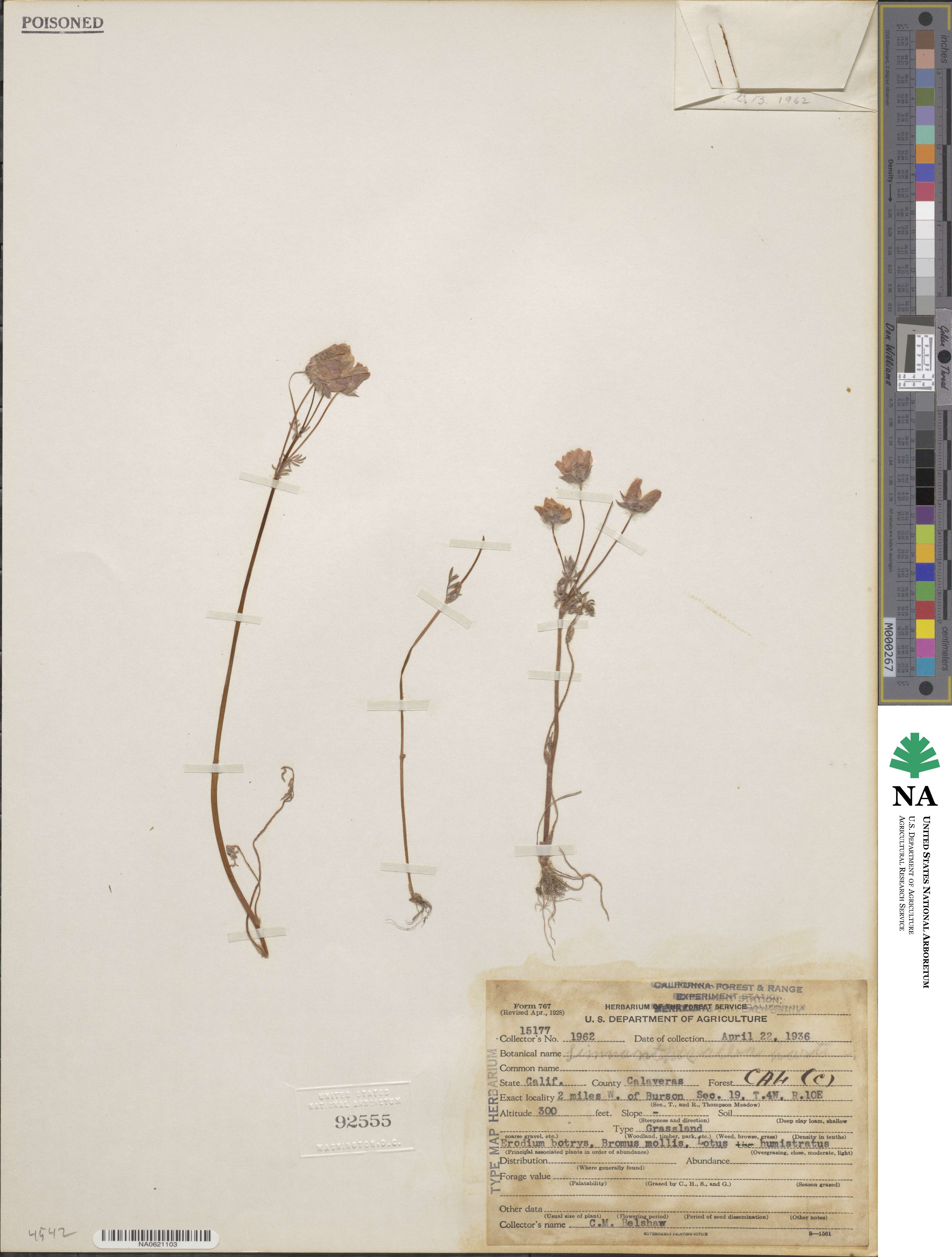 Limnanthaceae image