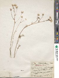 Limnanthes douglasii image