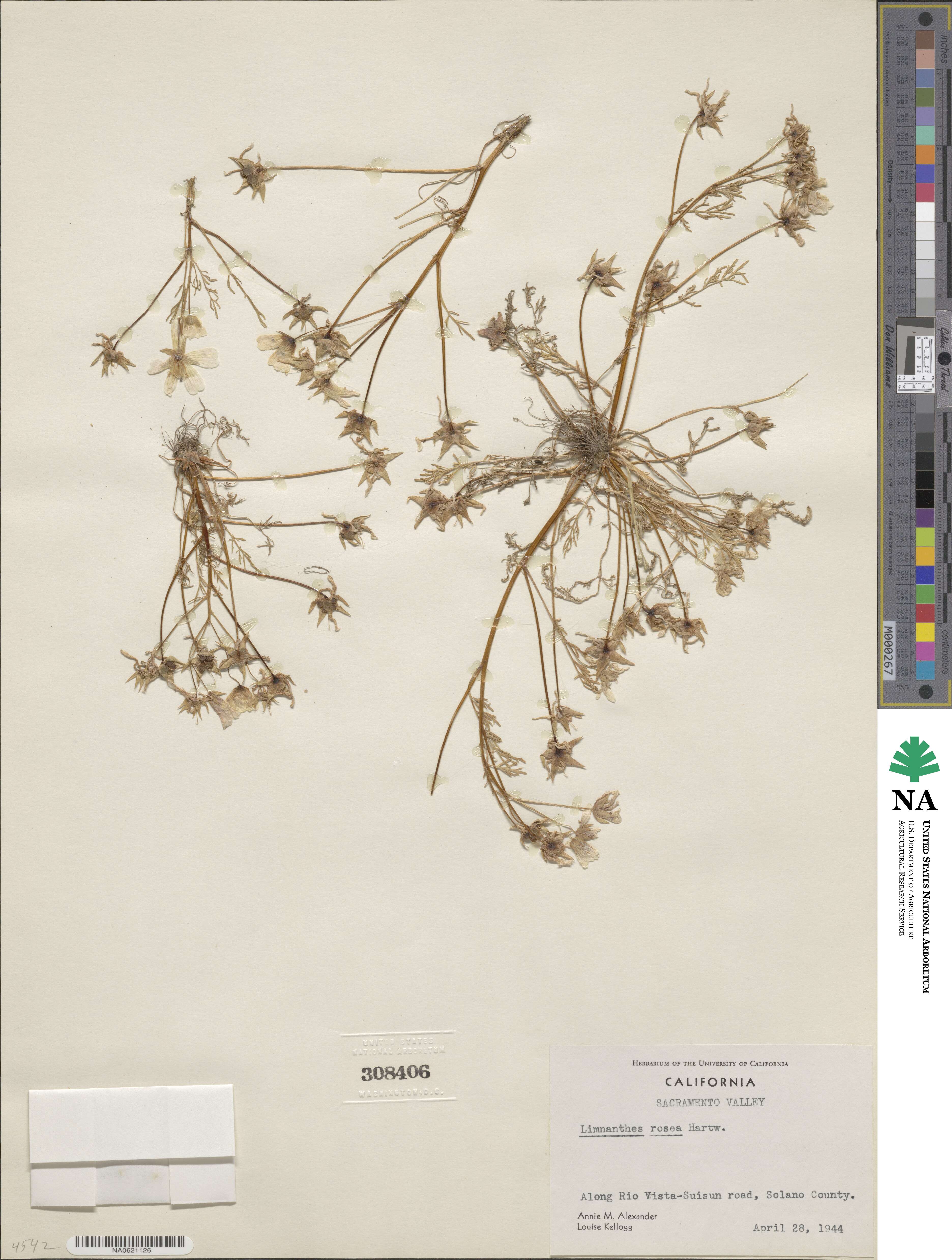 Limnanthes douglasii subsp. rosea image