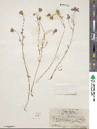 Limnanthes douglasii image