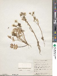 Limnanthes douglasii image