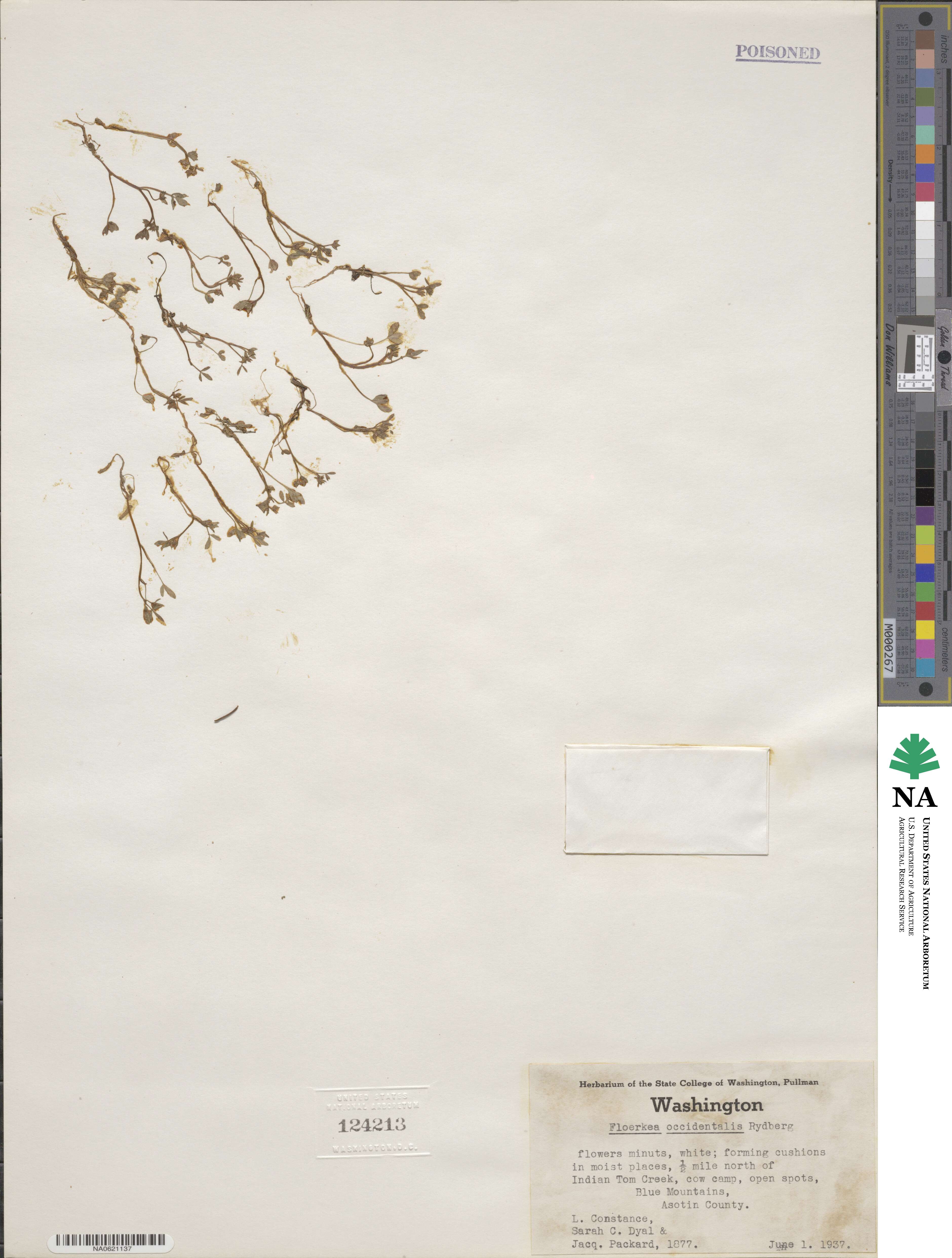 Floerkea proserpinacoides image