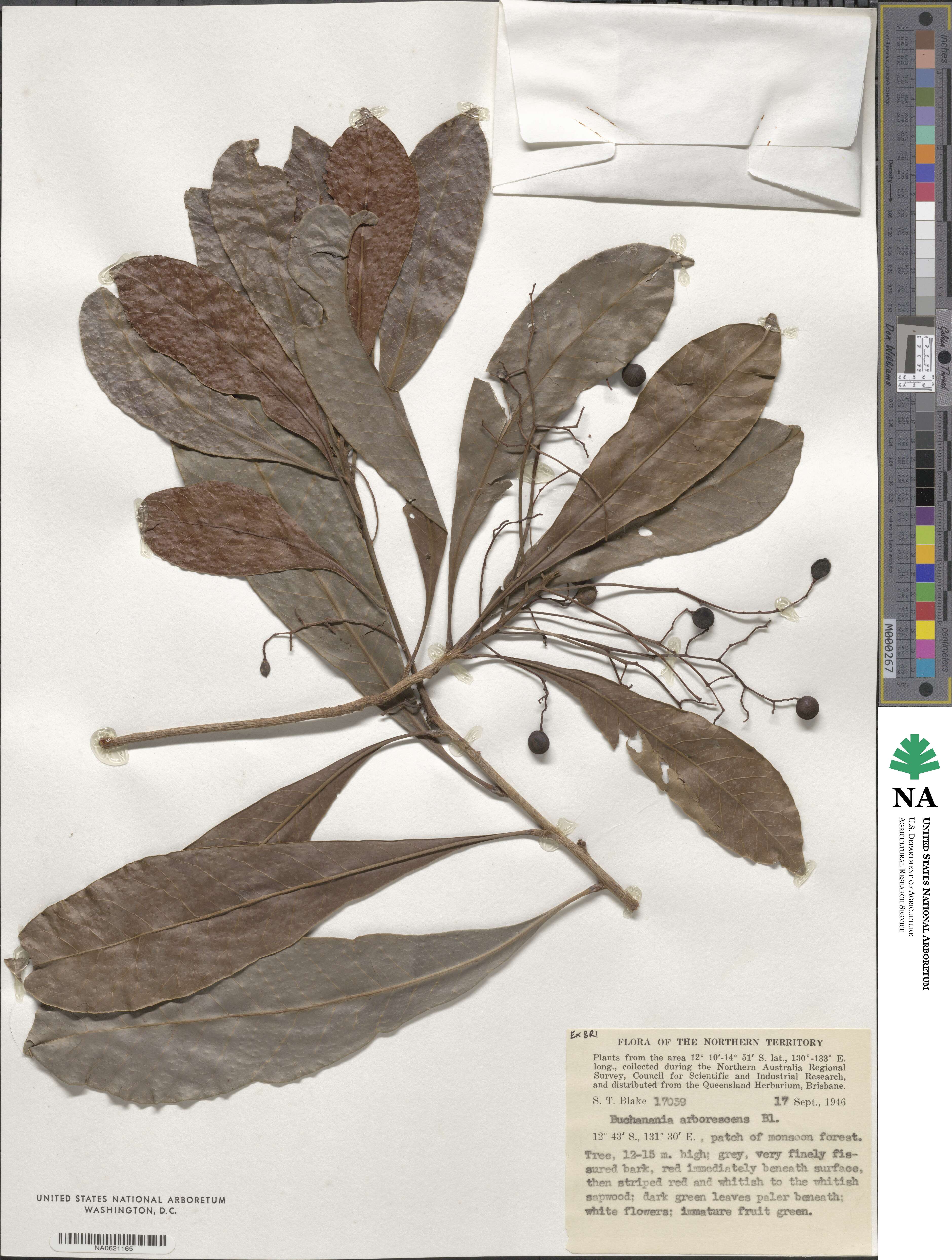 Buchanania arborescens image