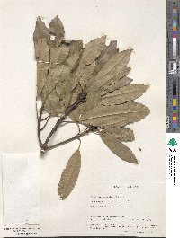 Image of Buchanania zeylanica