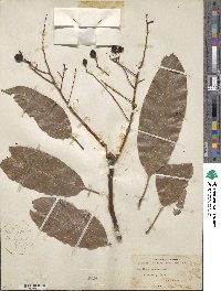 Mangifera caesia image