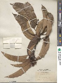 Mangifera indica image