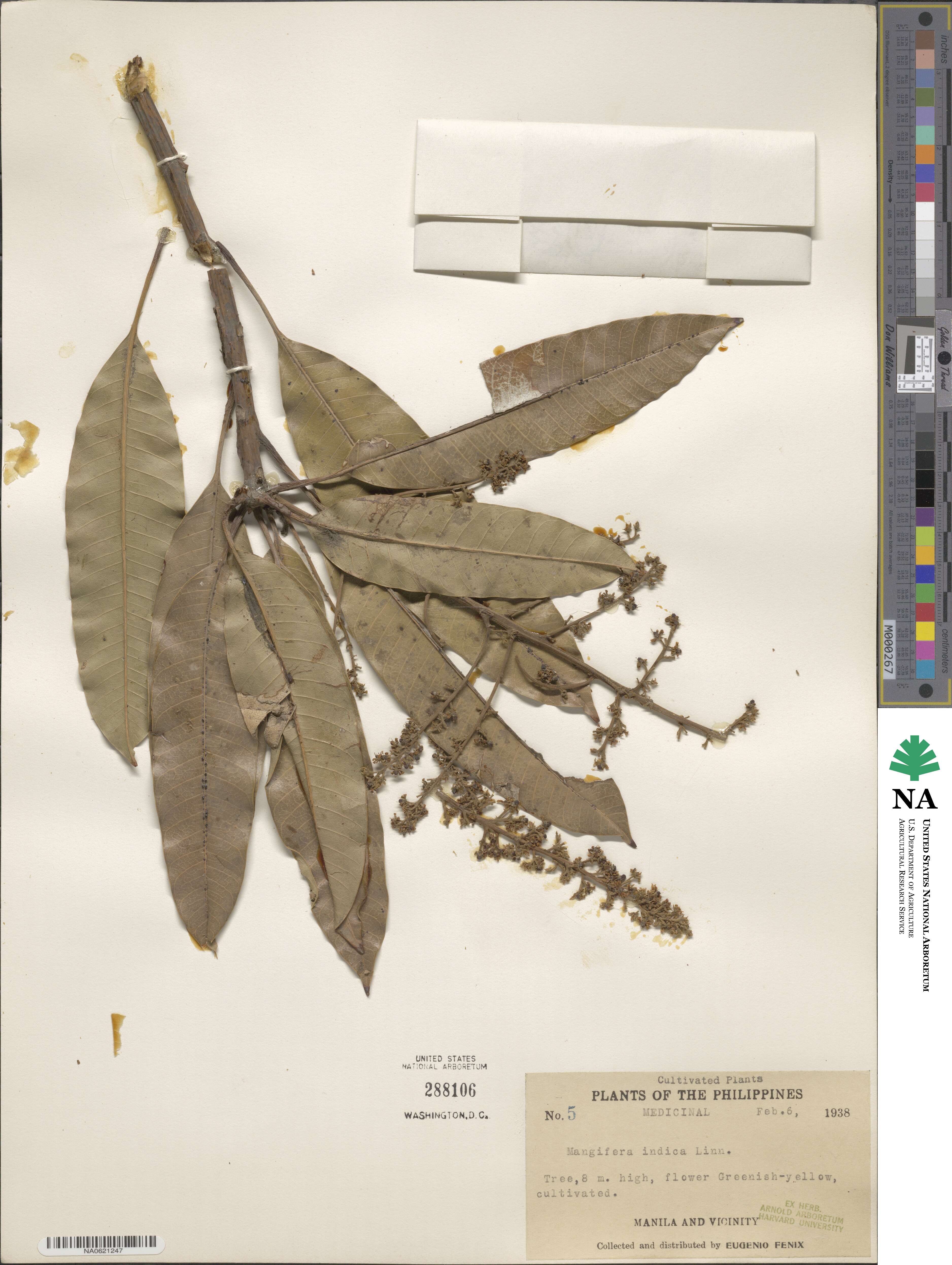 Mangifera indica image