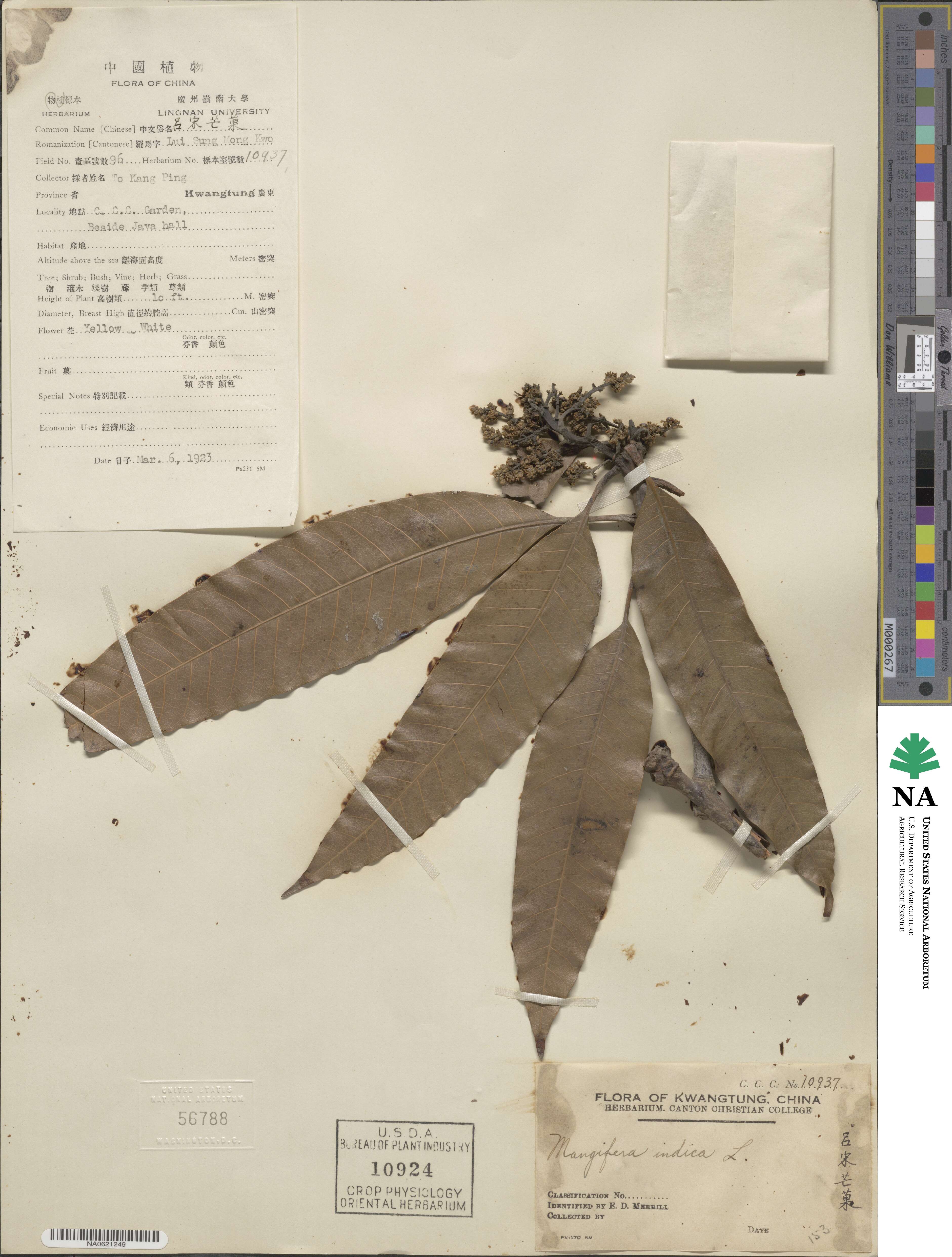 Mangifera indica image