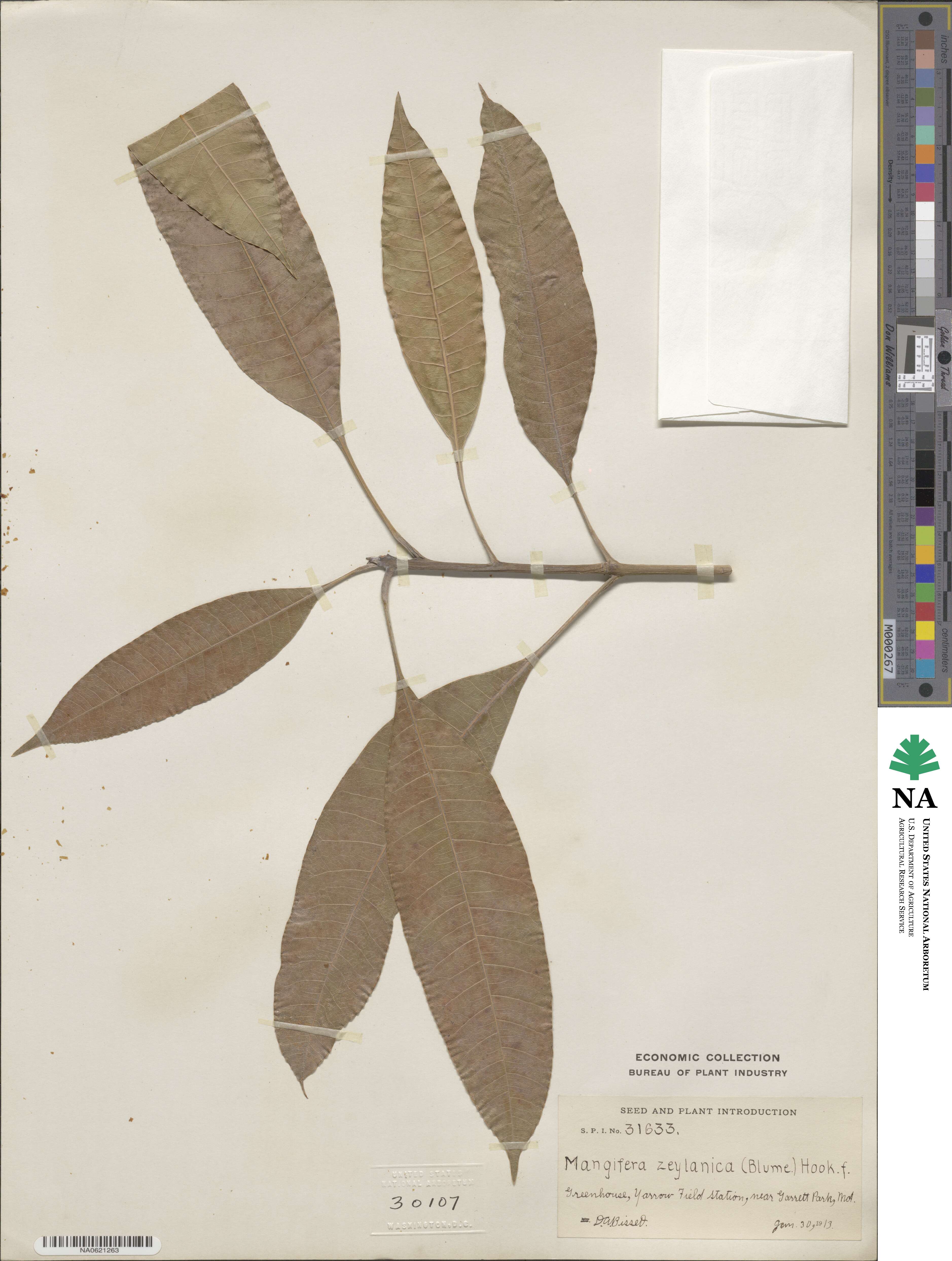 Buchanania zeylanica image