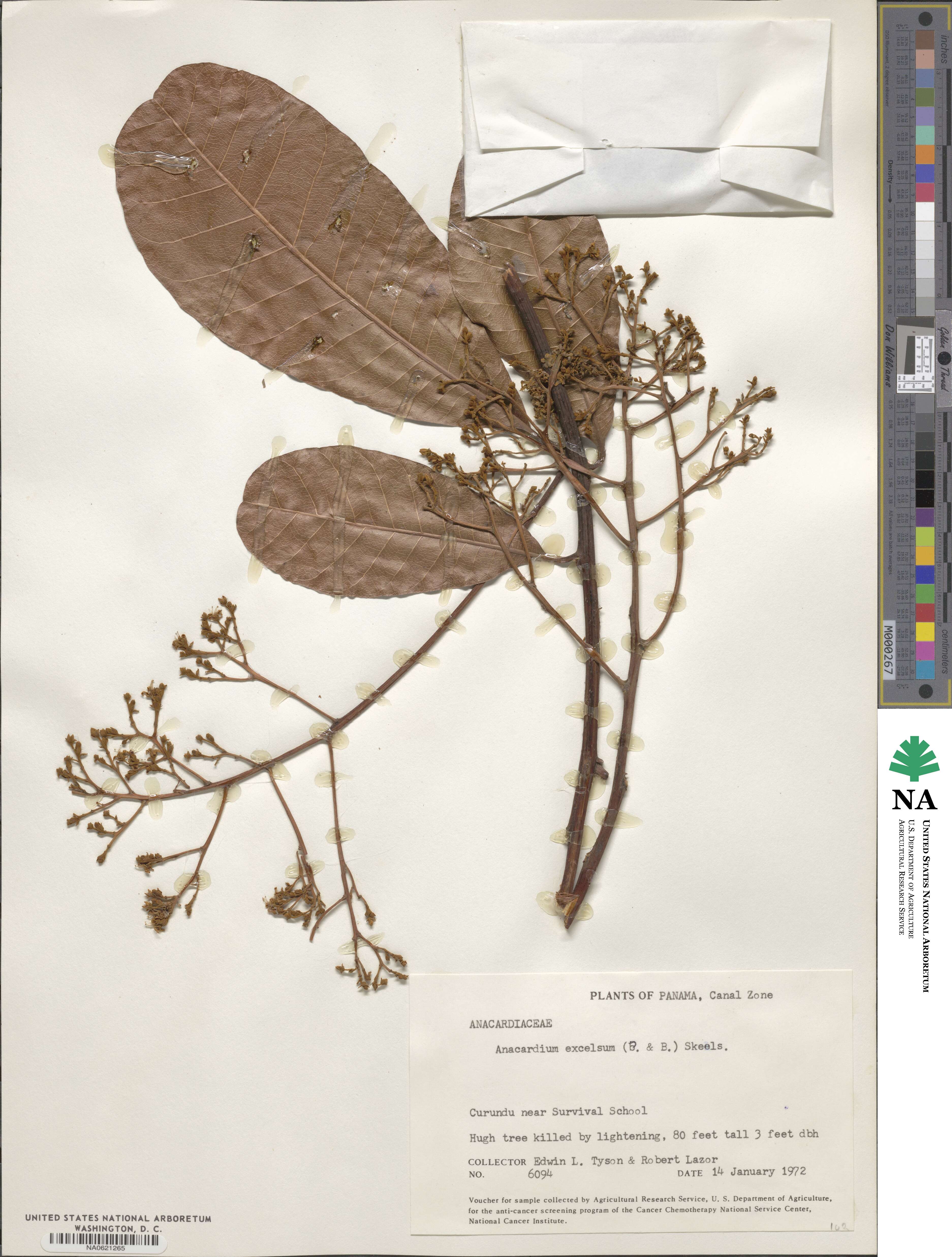 Anacardium excelsum image
