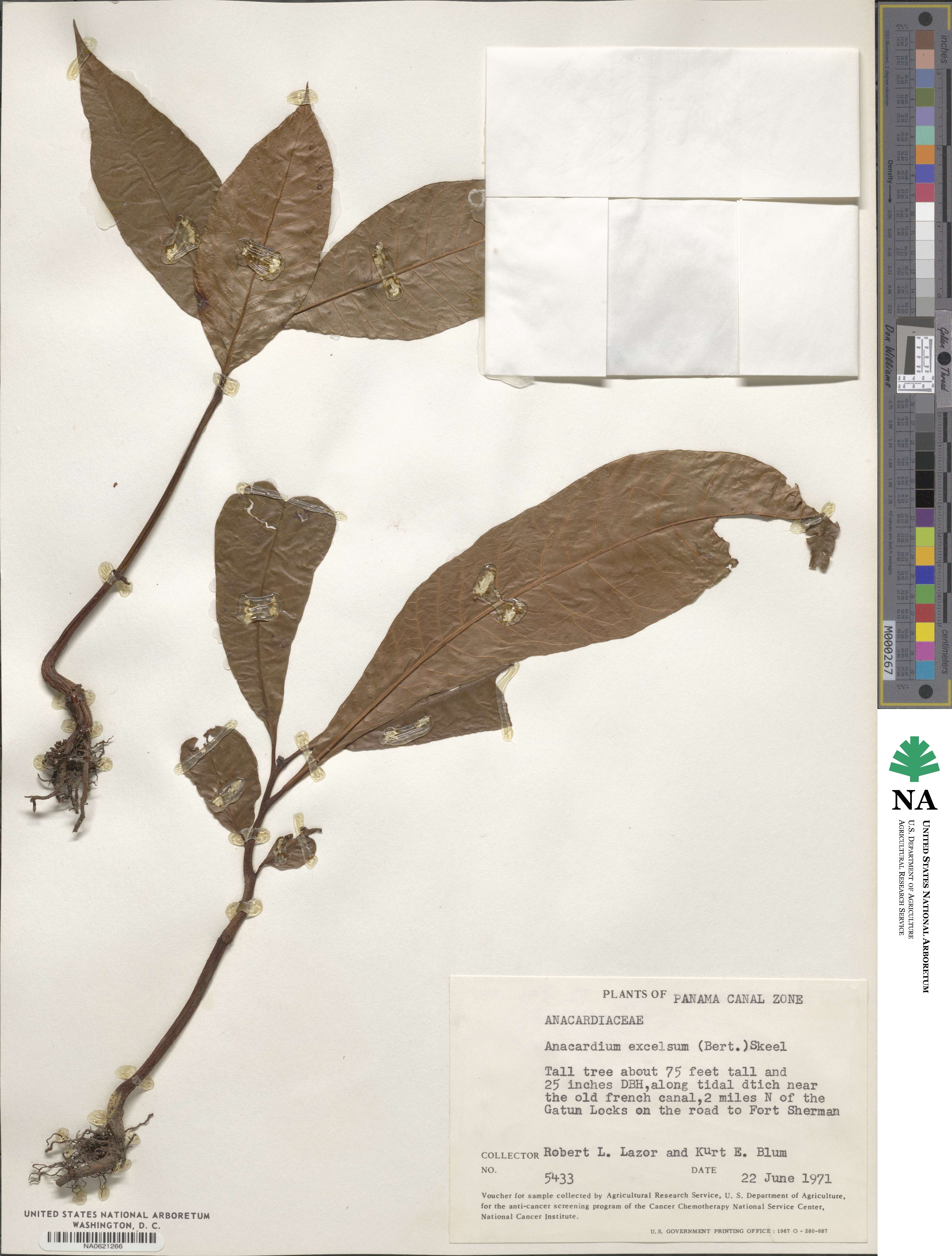 Anacardium excelsum image