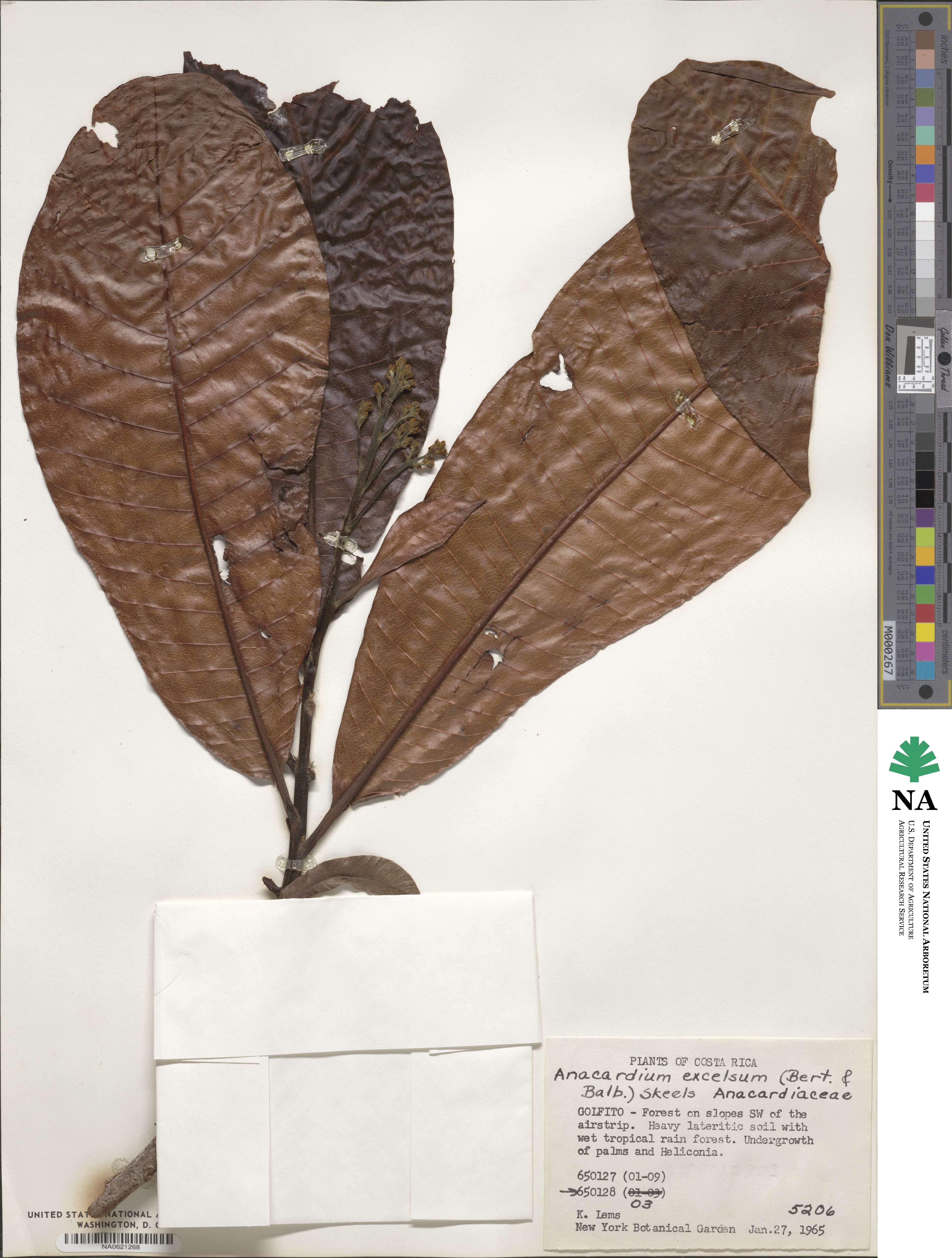 Anacardium excelsum image