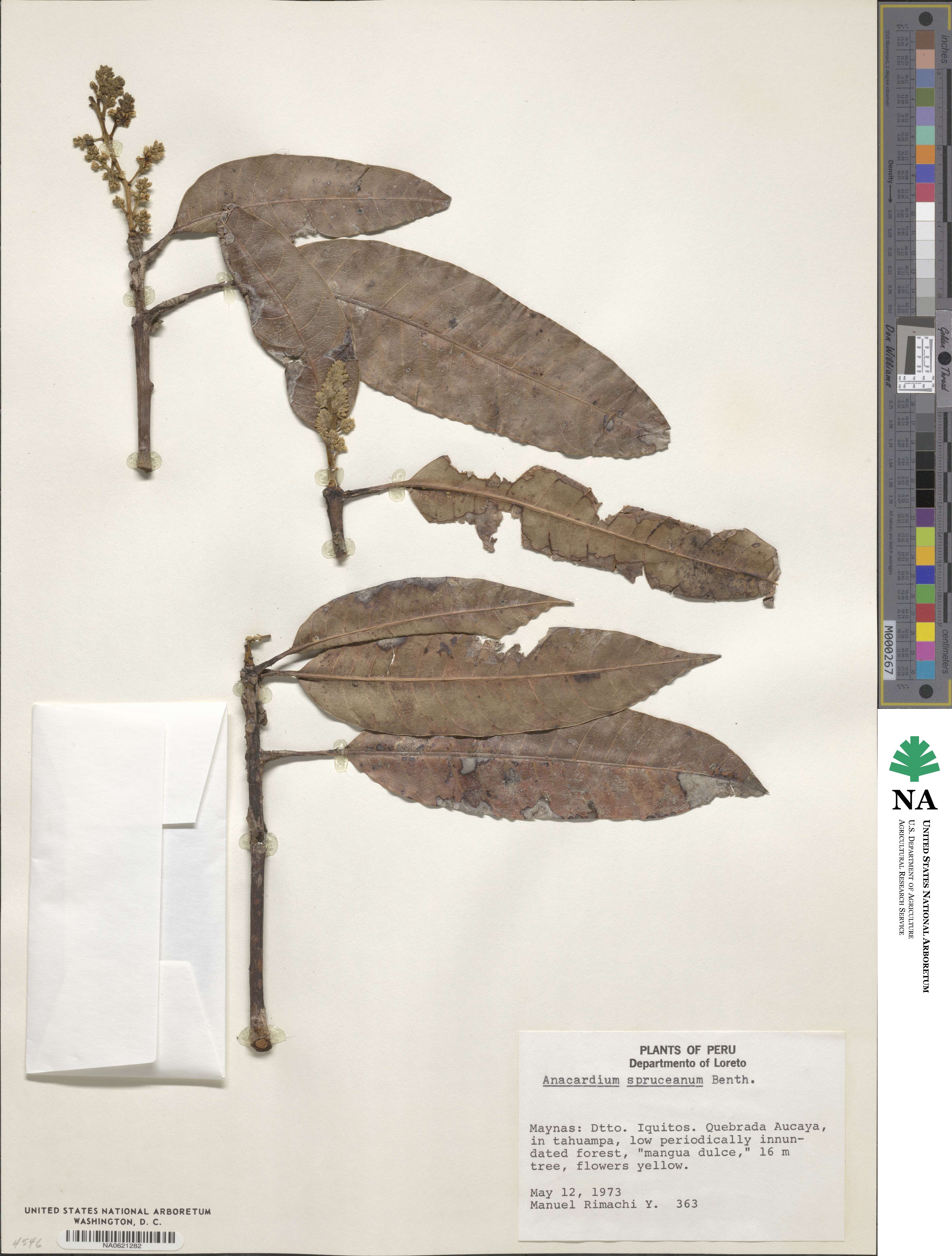 Anacardium spruceanum image