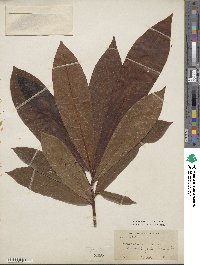 Anacardium excelsum image