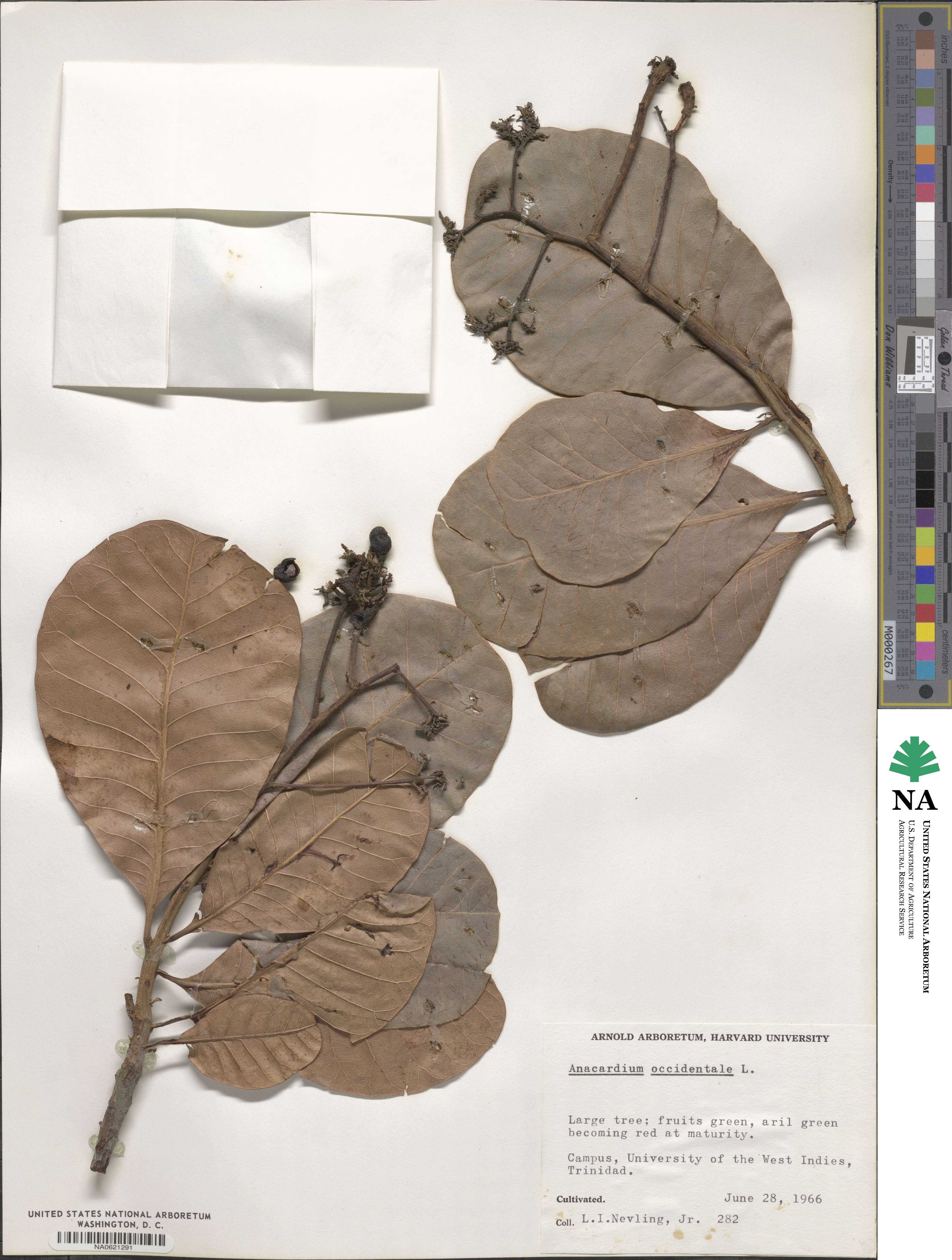 Anacardium occidentale image