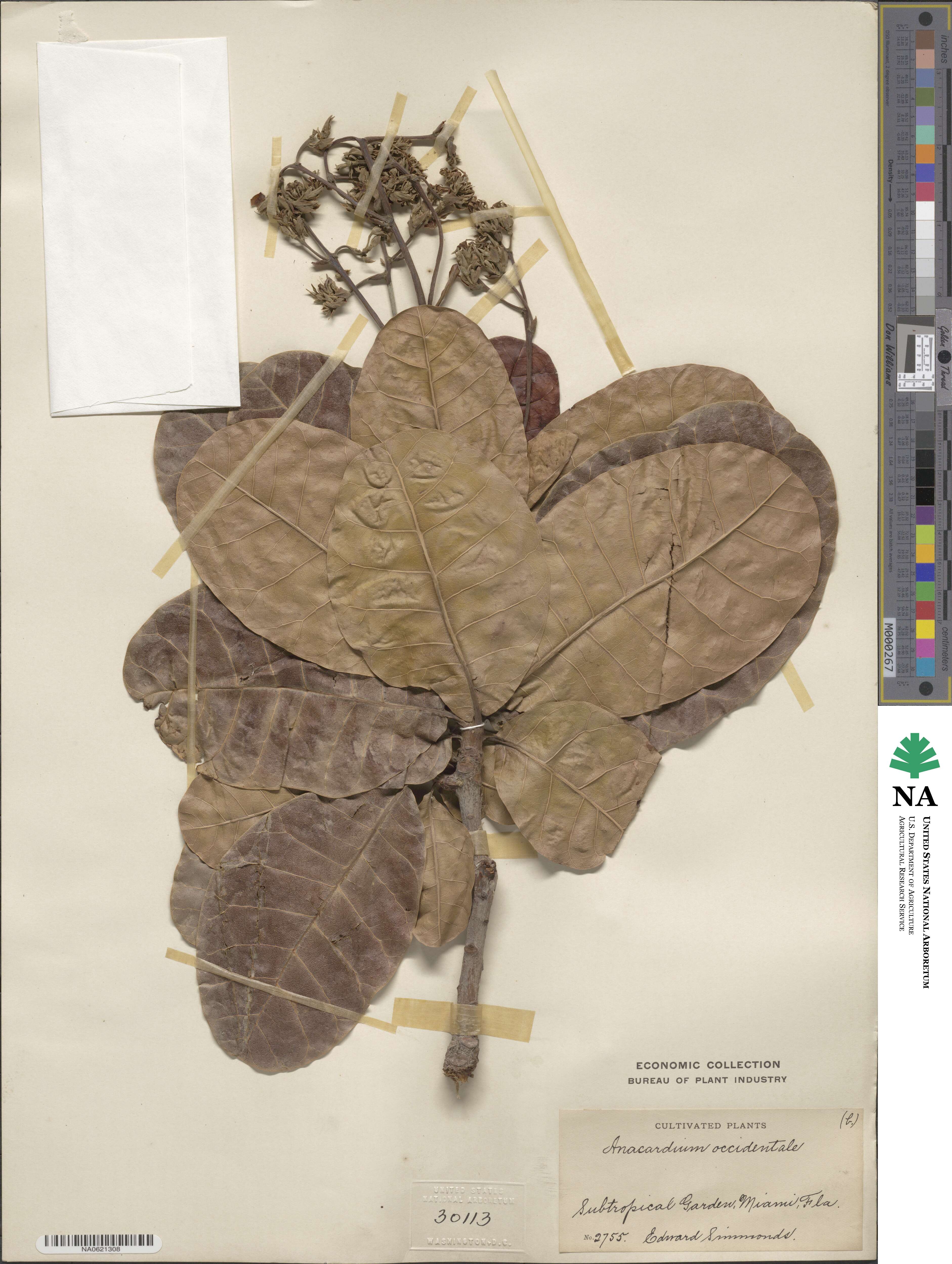 Anacardium occidentale image