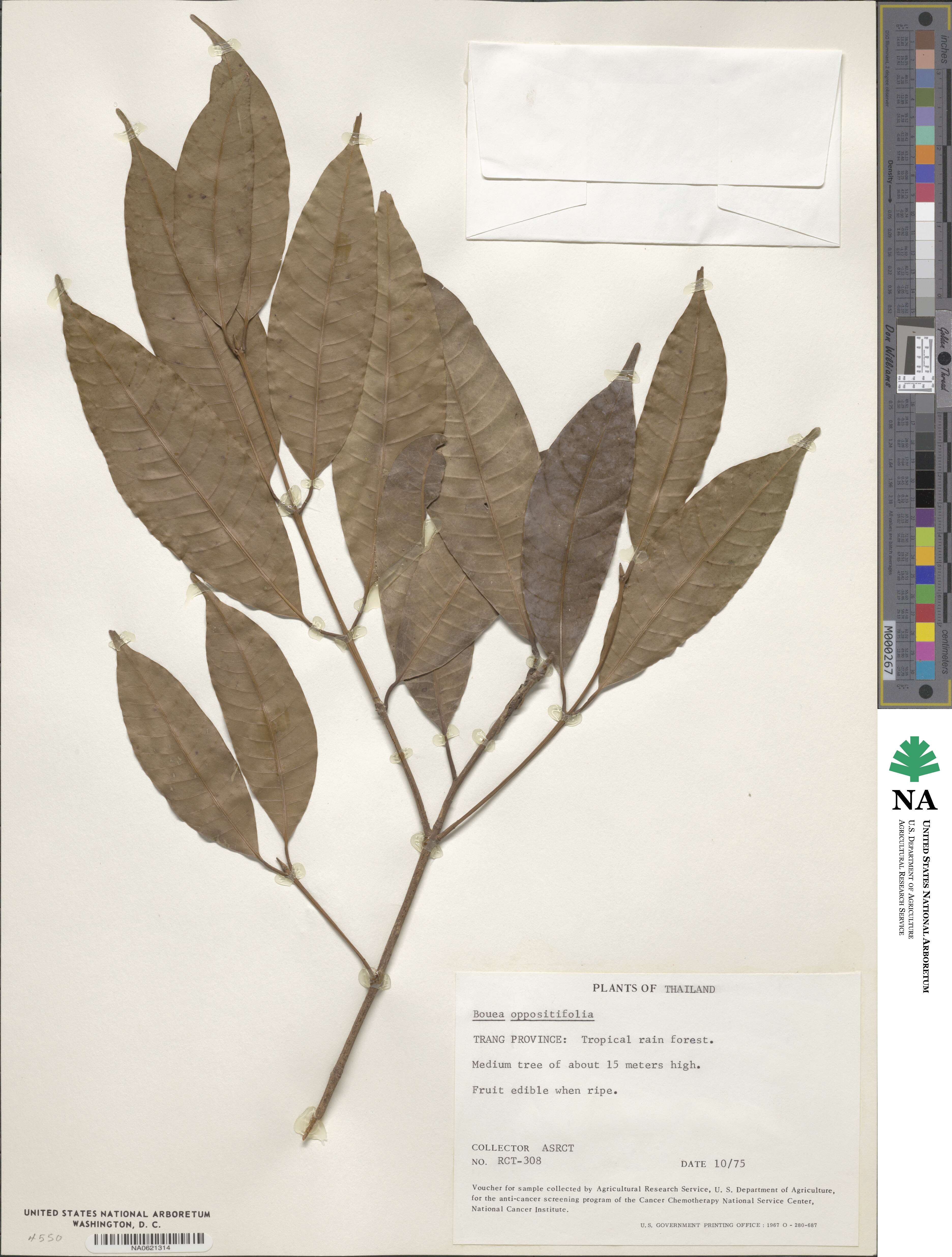 Bouea oppositifolia image