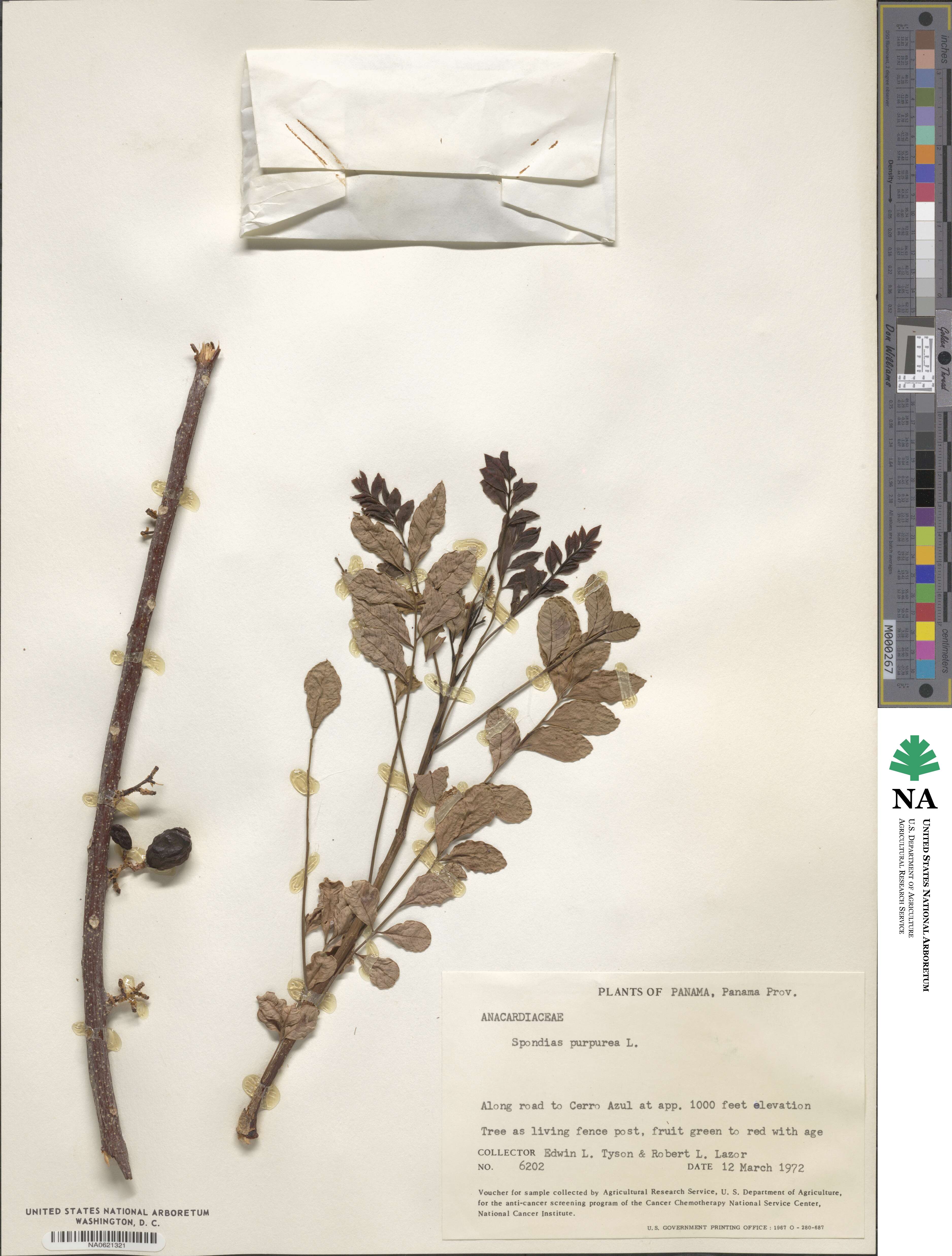 Spondias purpurea image