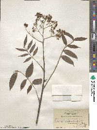 Allospondias lakonensis image