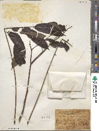Allospondias lakonensis image