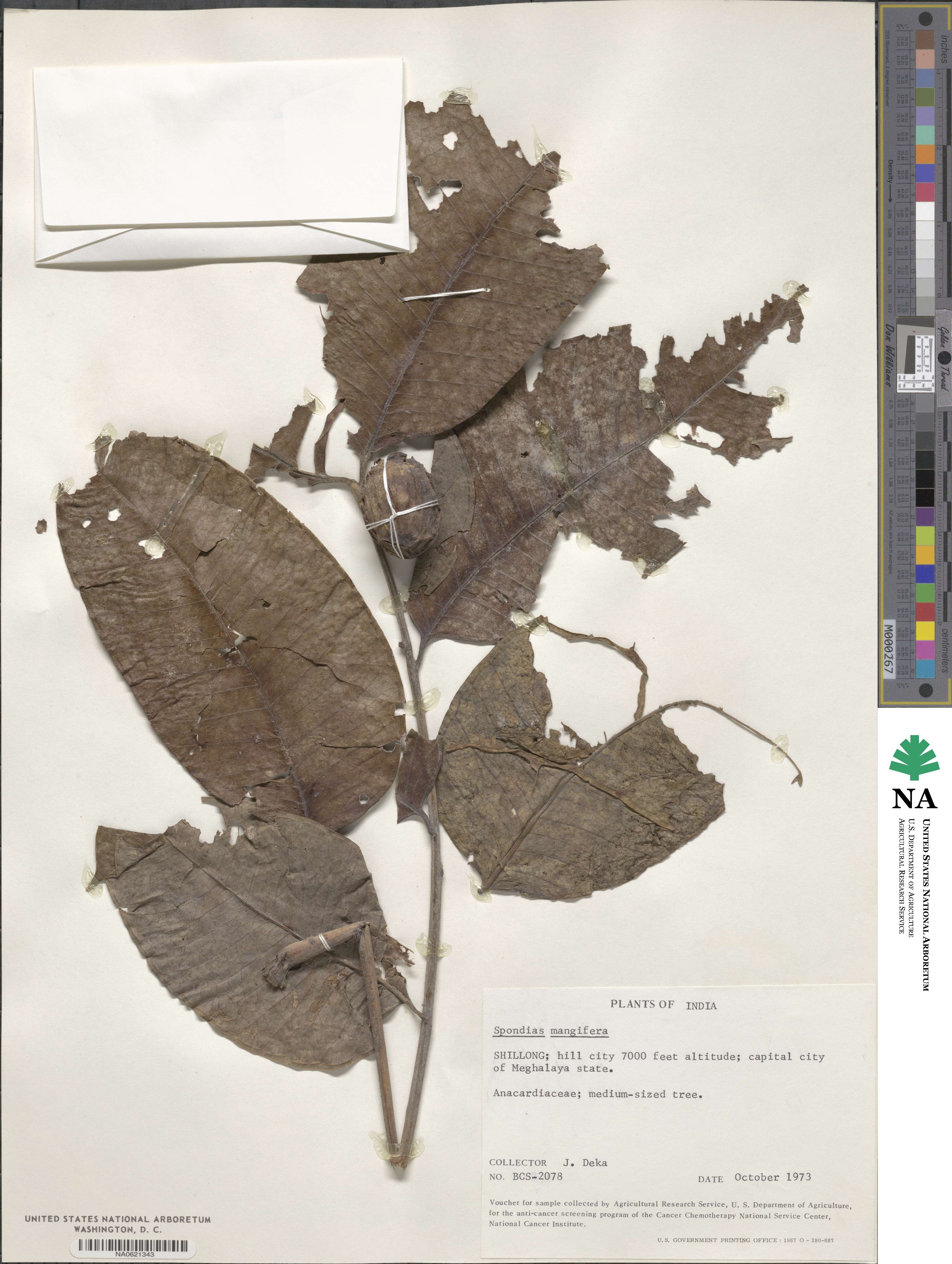 Spondias pinnata image