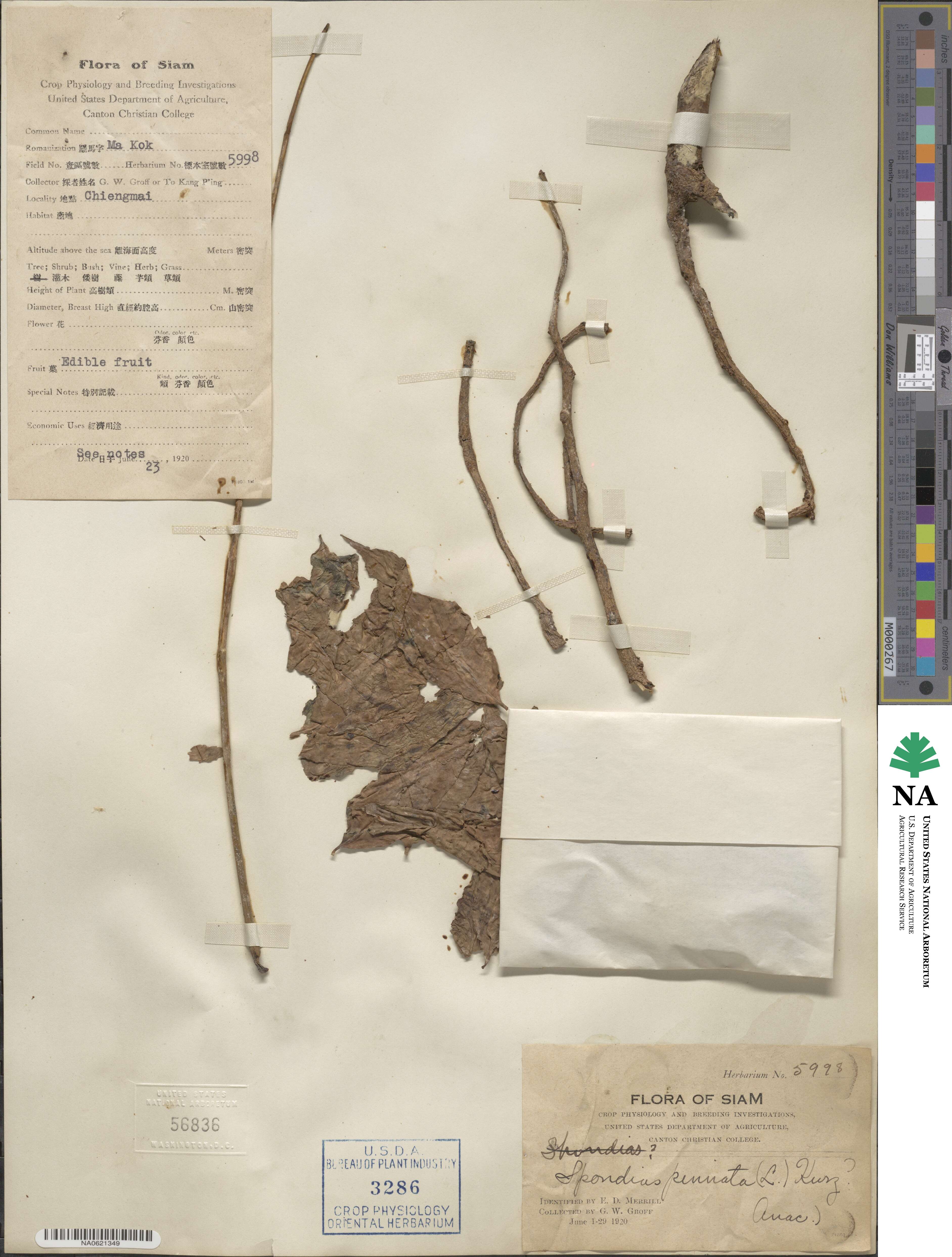 Spondias pinnata image