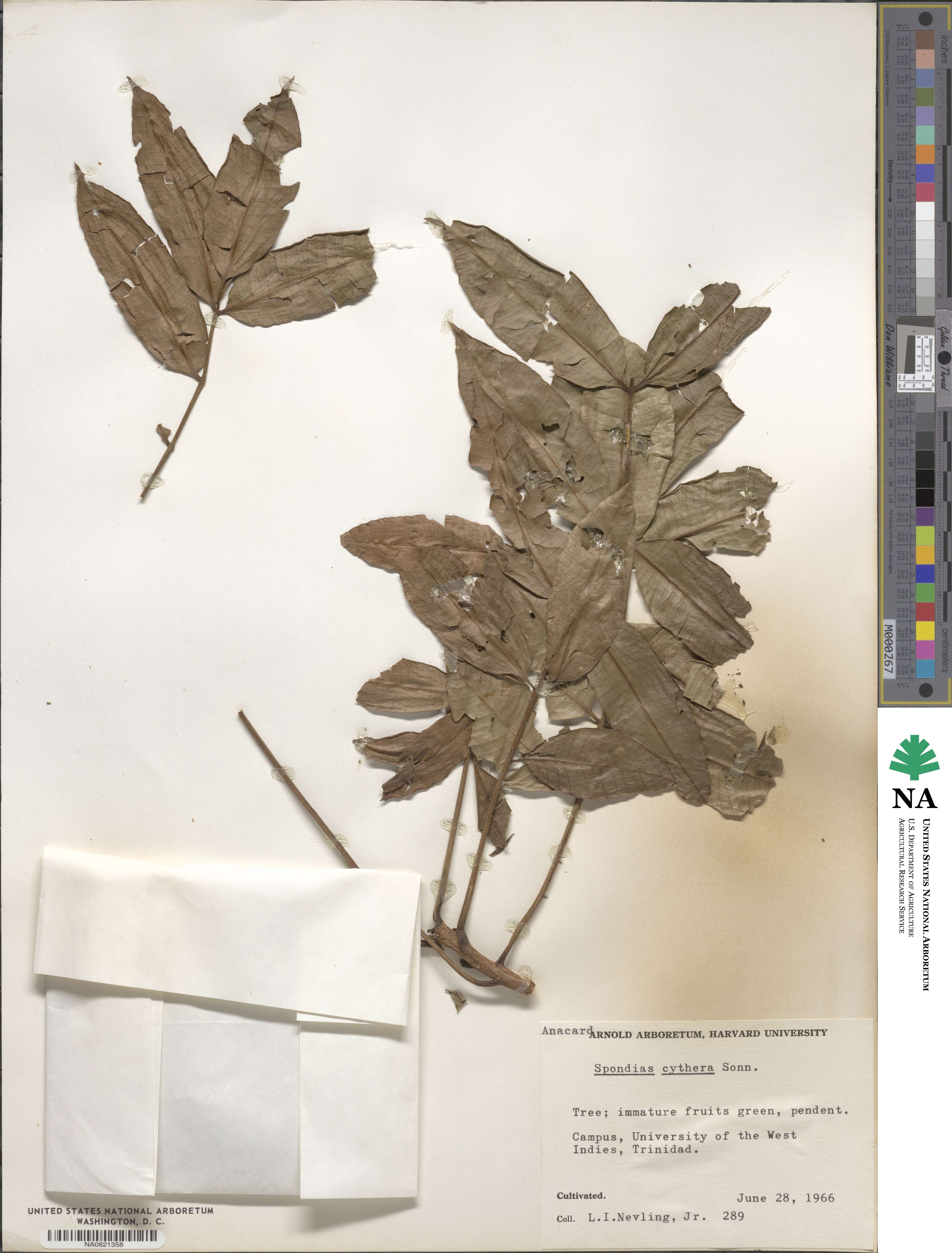 Spondias cytherea image
