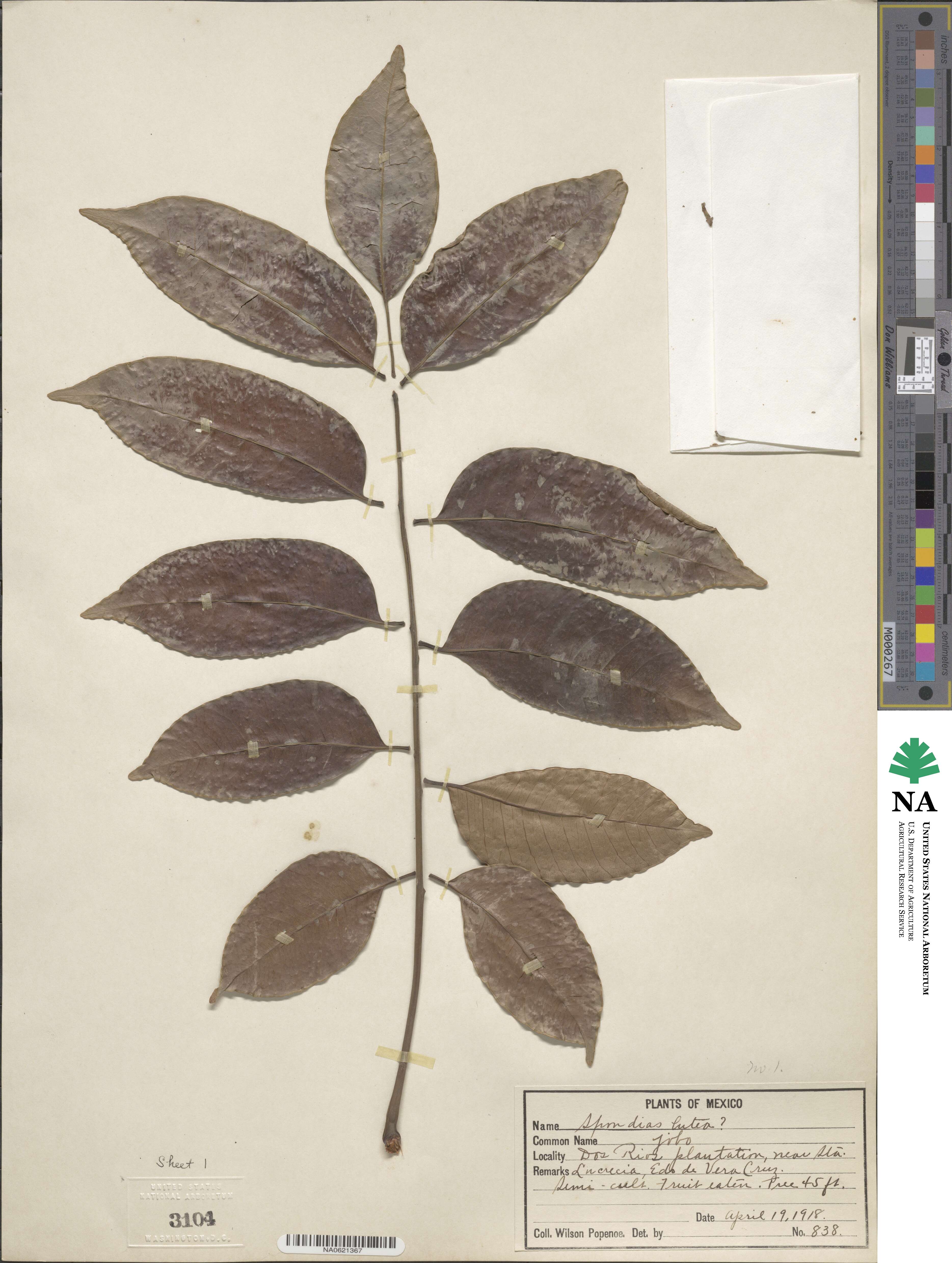 Spondias lutea image