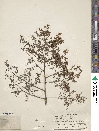 Spondias lutea image