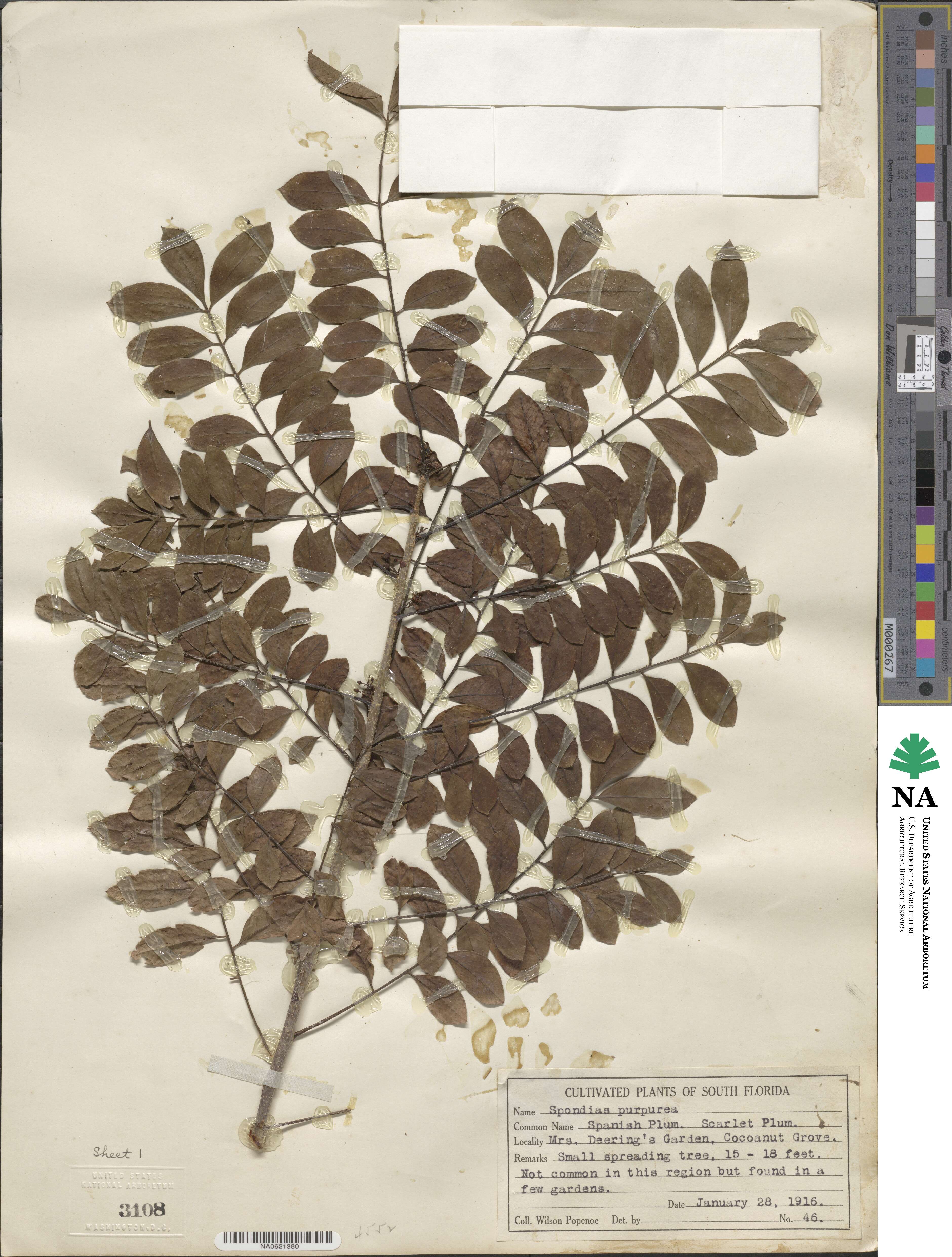 Spondias purpurea image