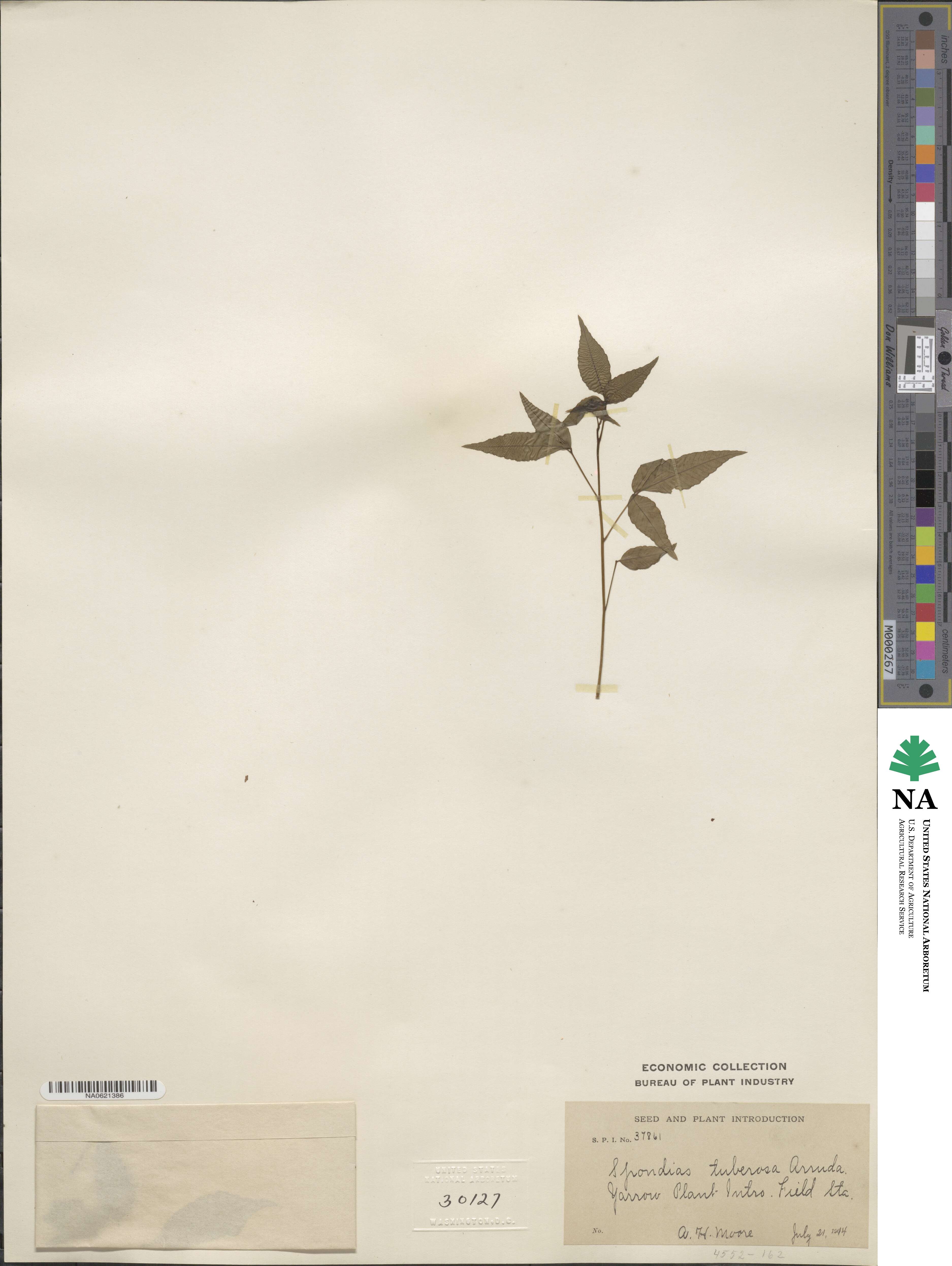 Spondias tuberosa image