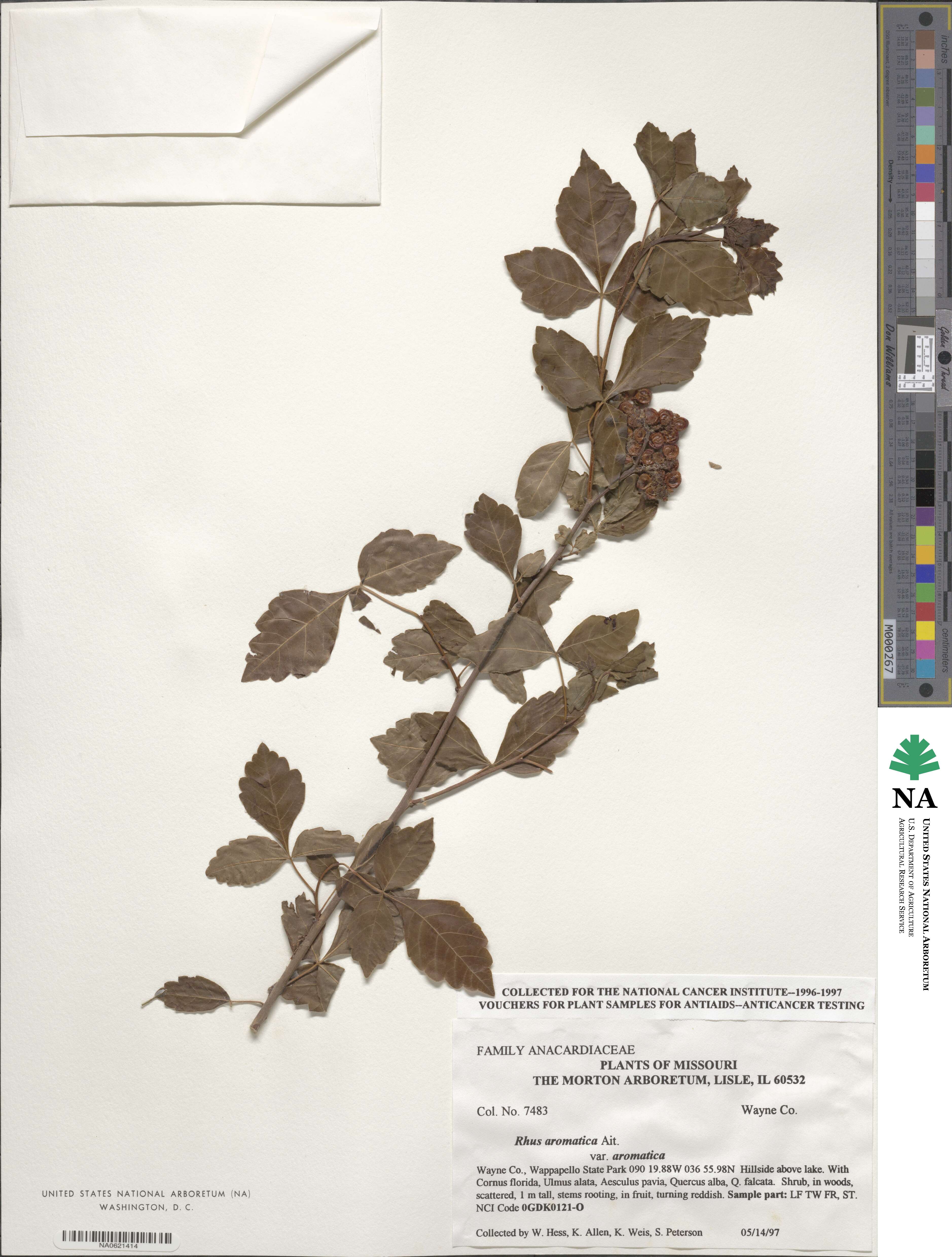 Rhus image