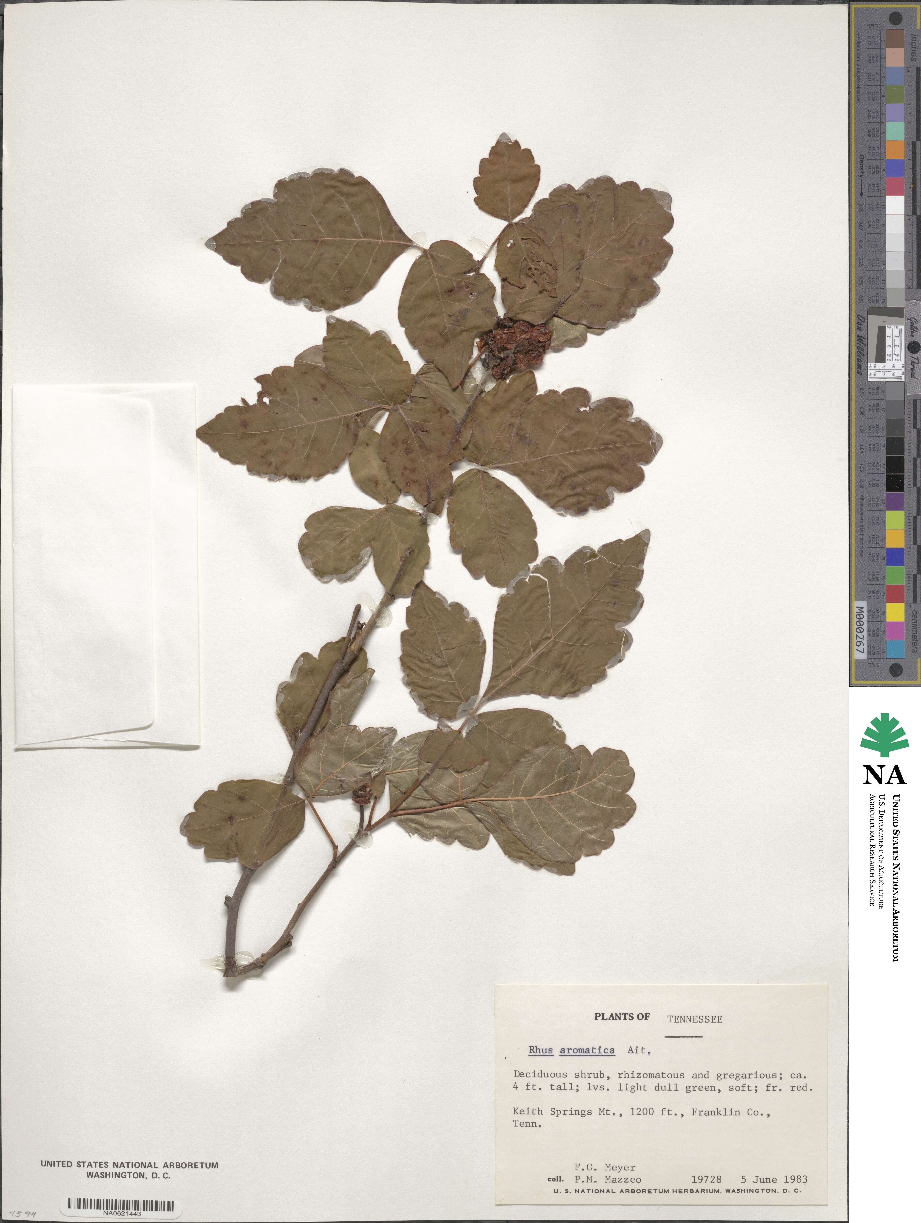 Rhus aromatica image