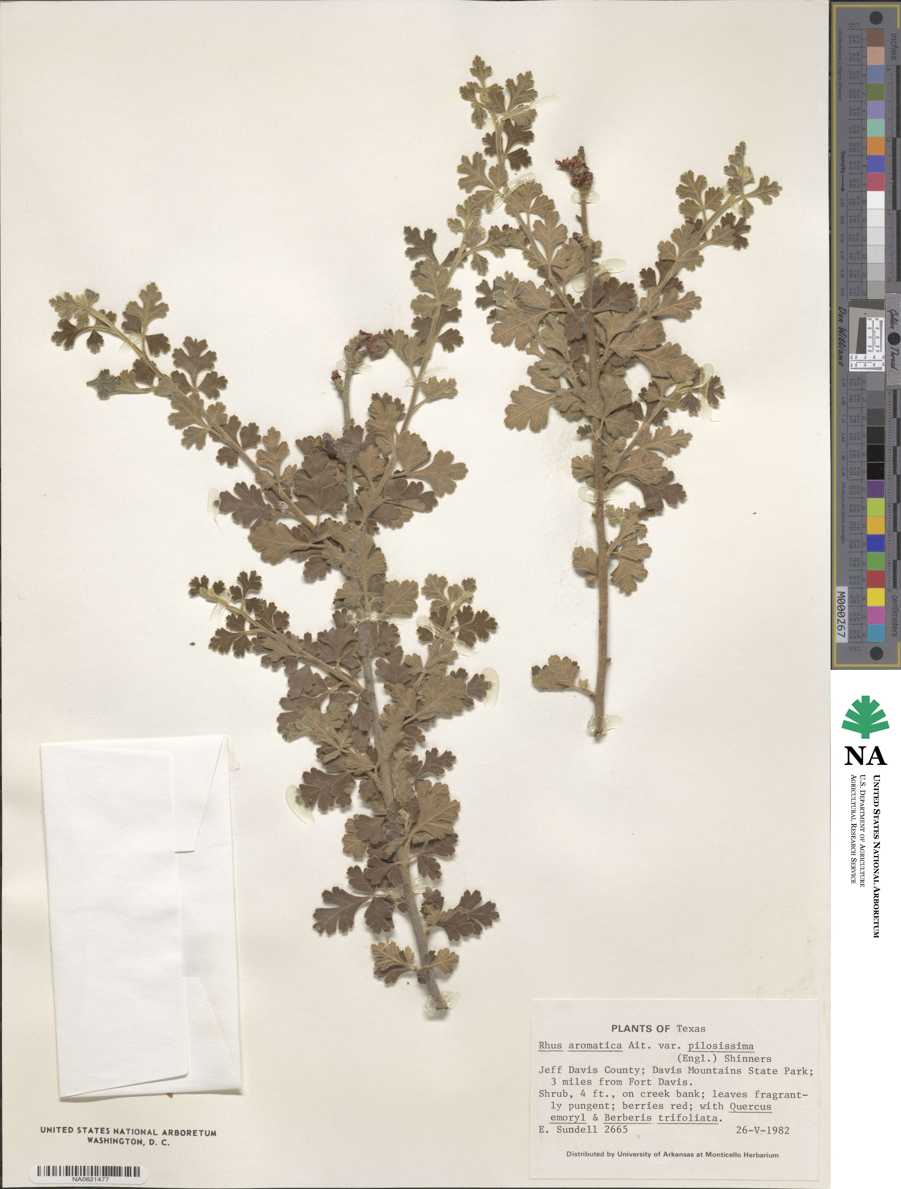 Rhus trilobata var. pilosissima image
