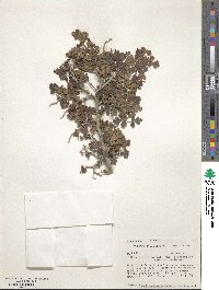 Rhus trilobata var. pilosissima image