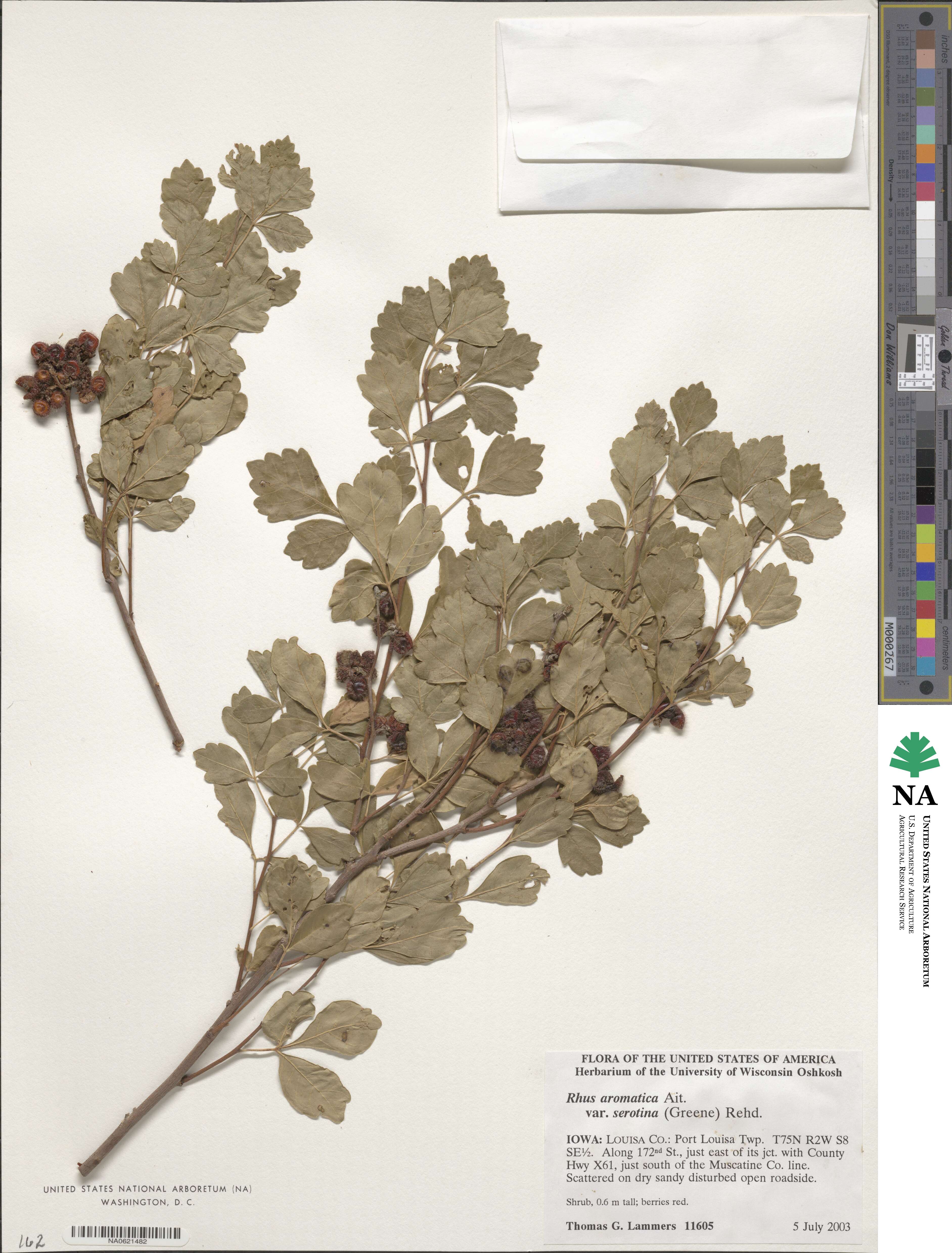 Rhus aromatica var. serotina image