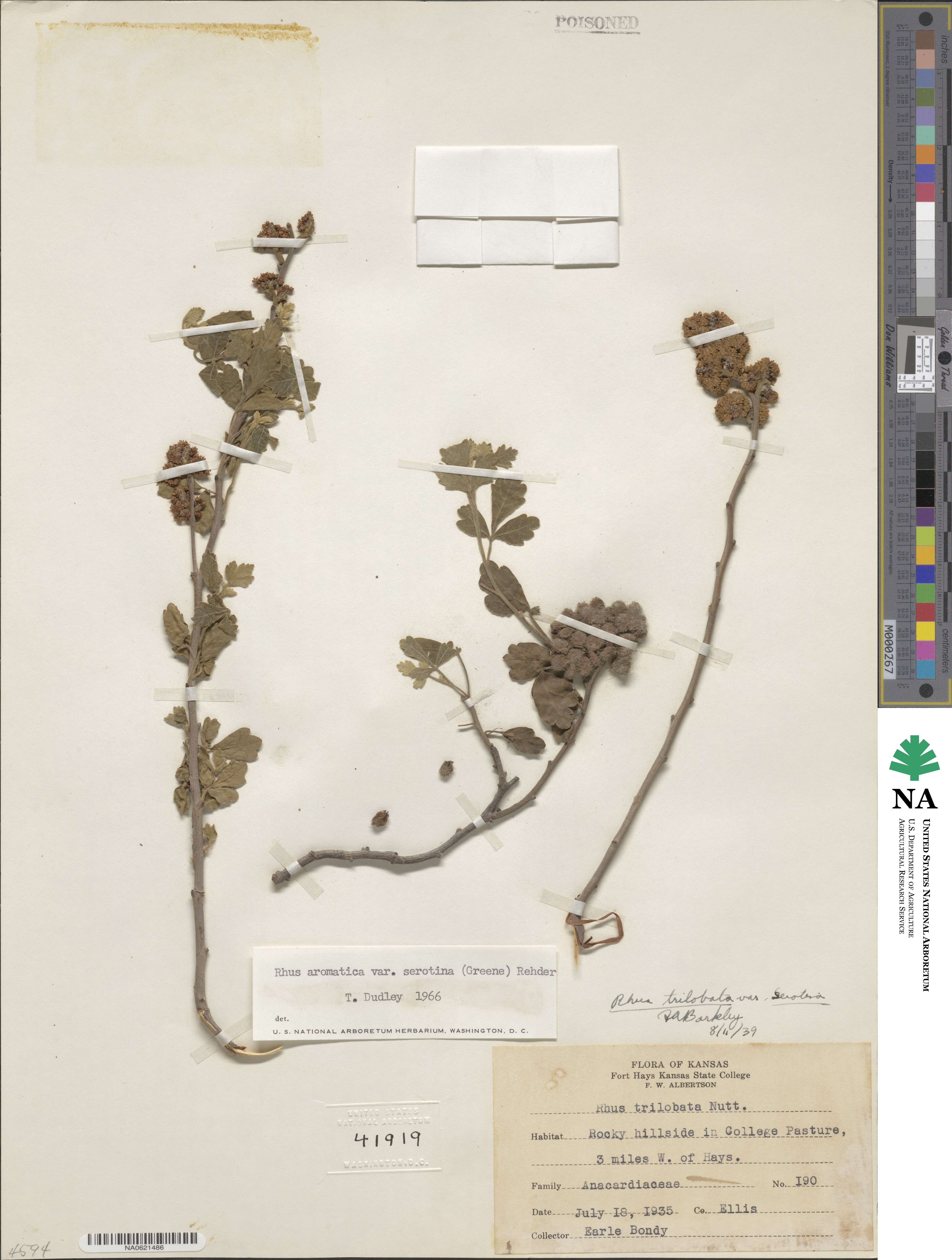 Rhus aromatica var. serotina image