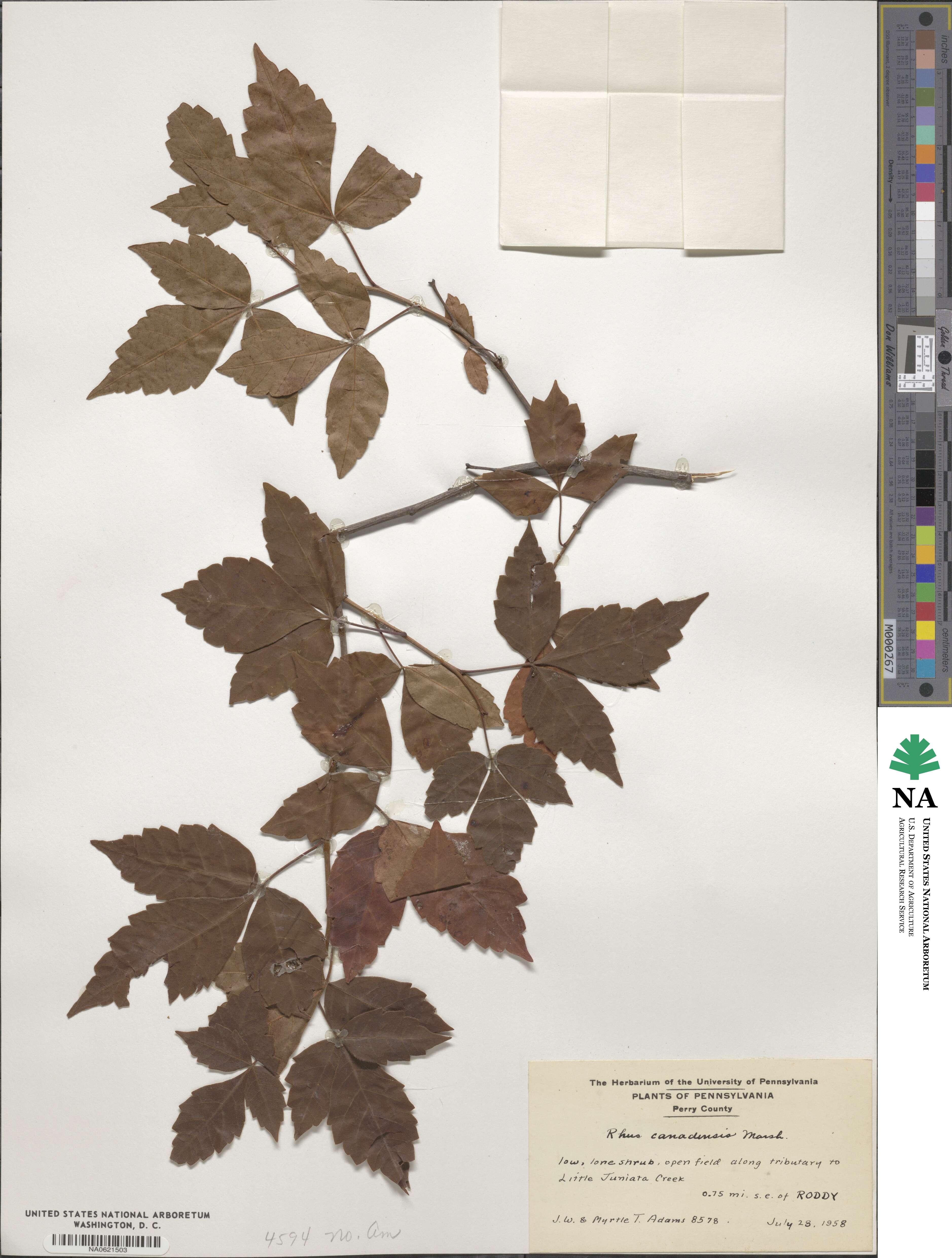 Rhus canadensis image