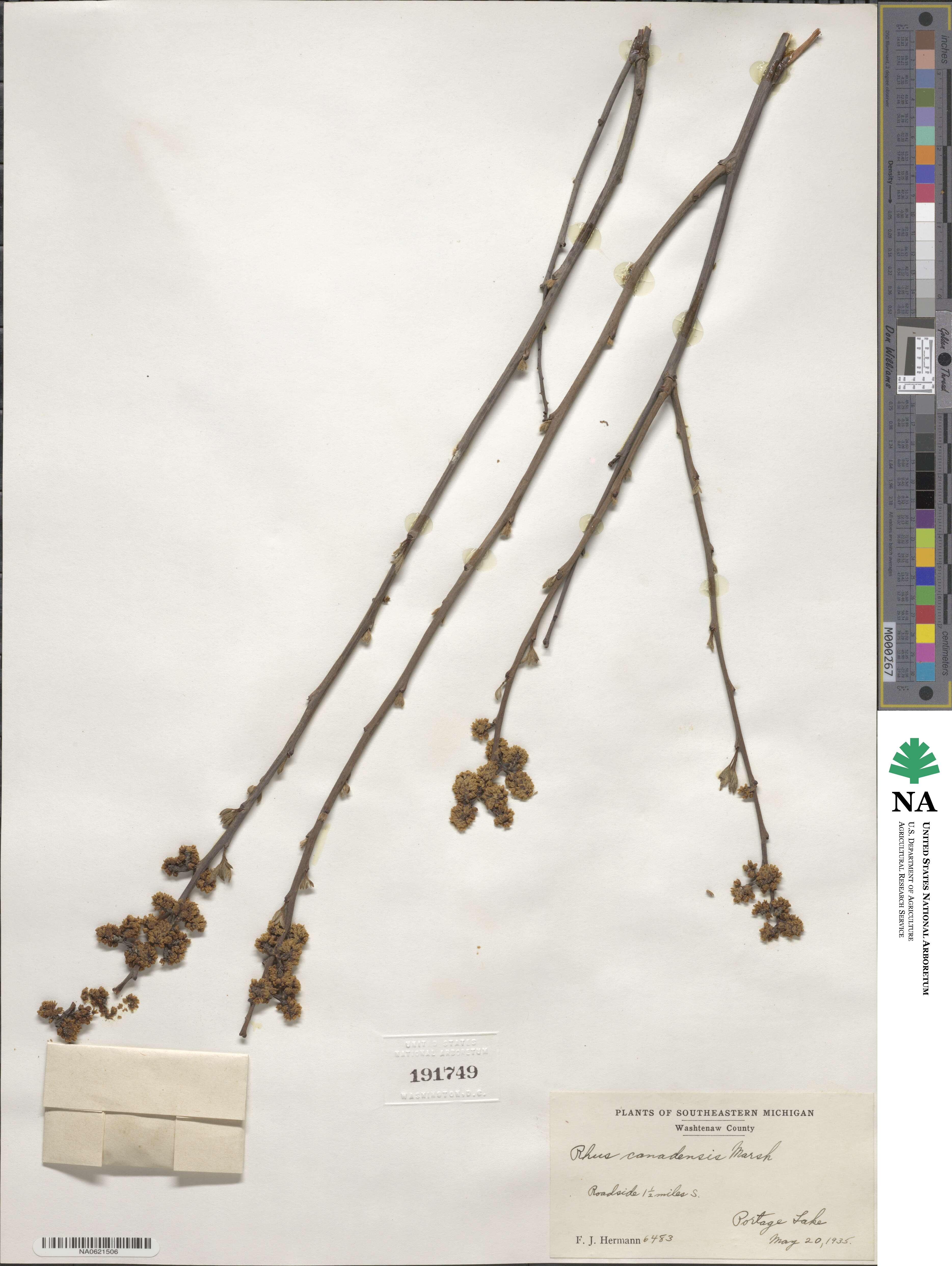 Rhus canadensis image