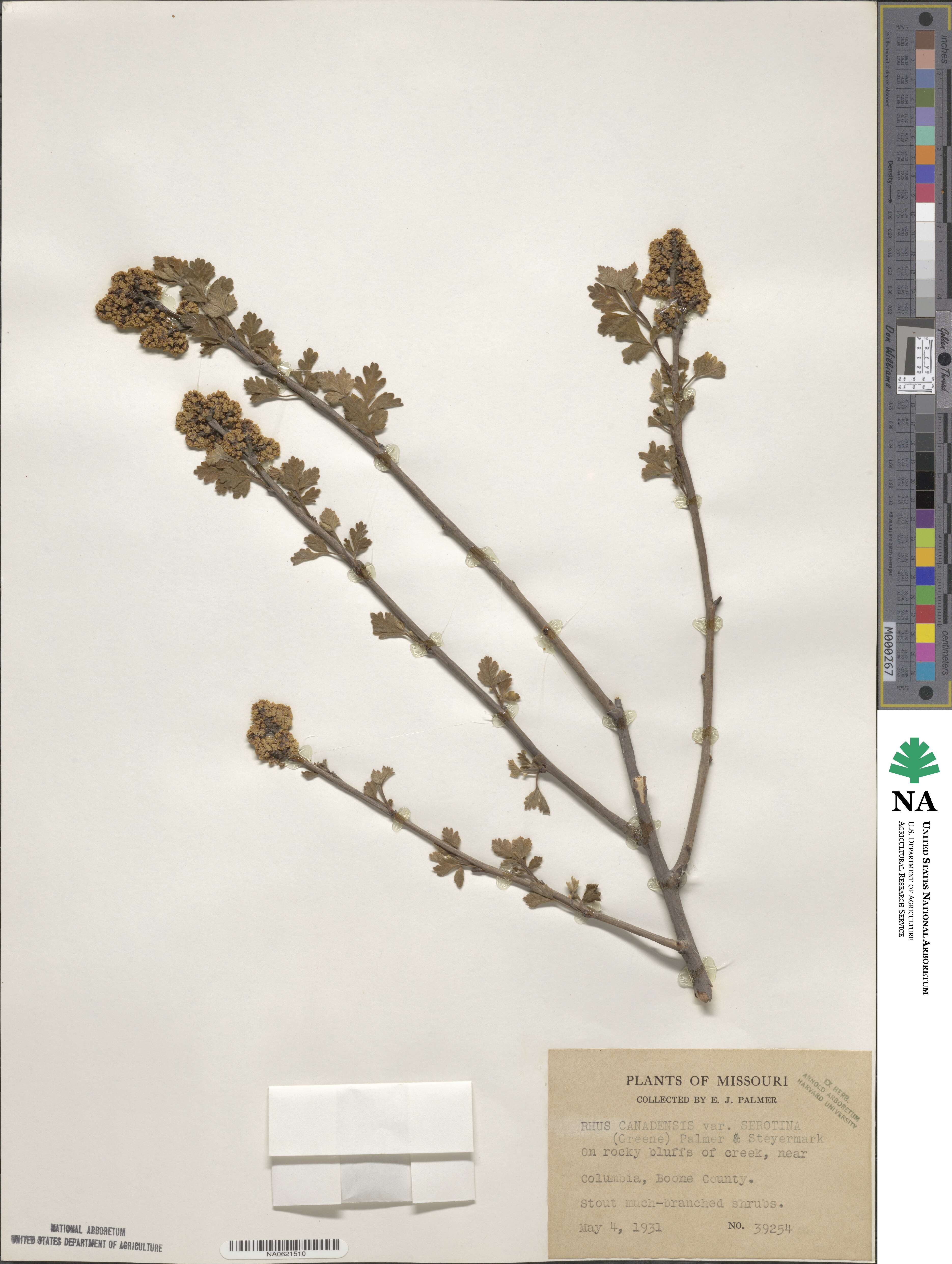 Rhus aromatica image