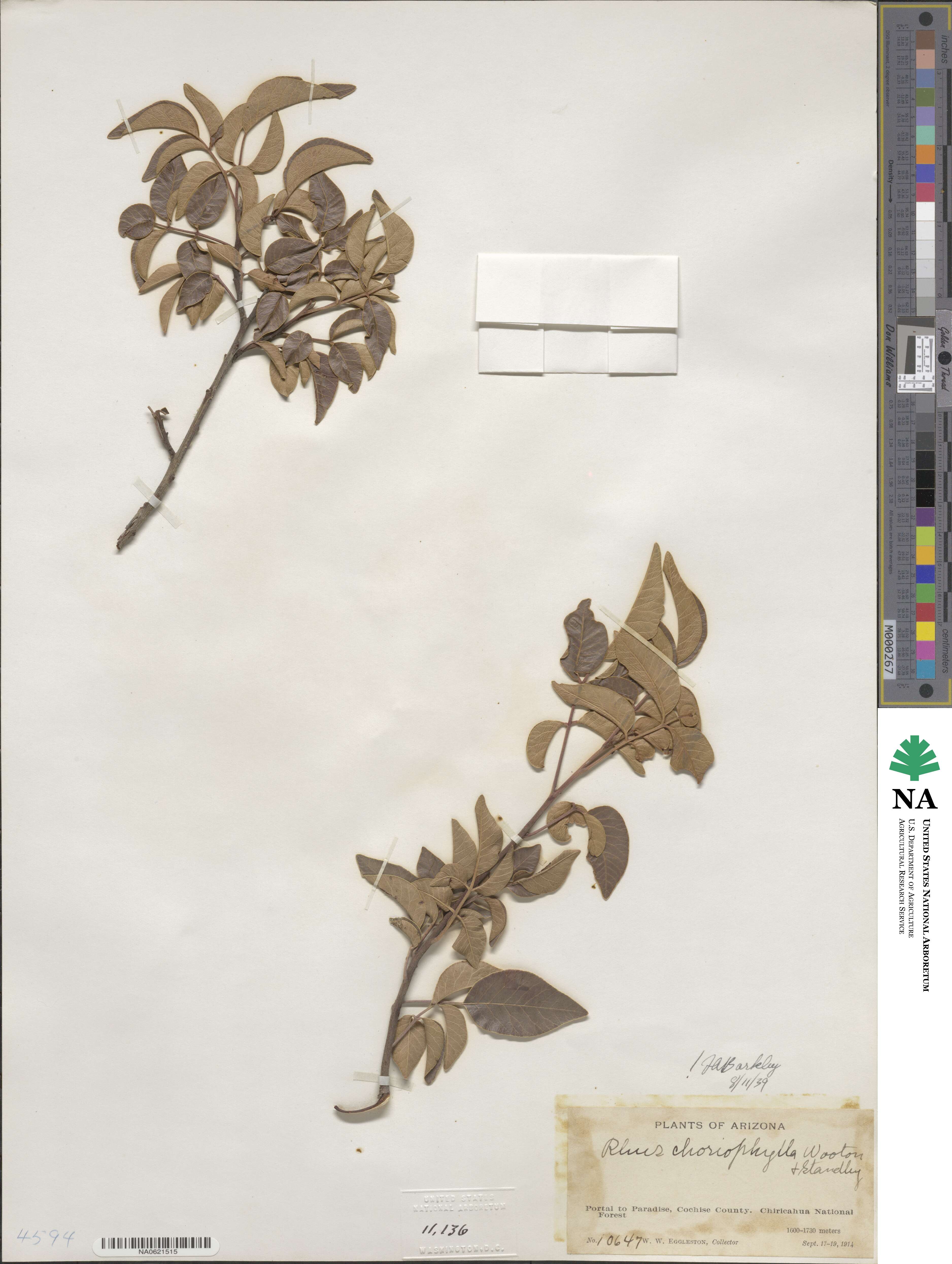 Rhus virens image