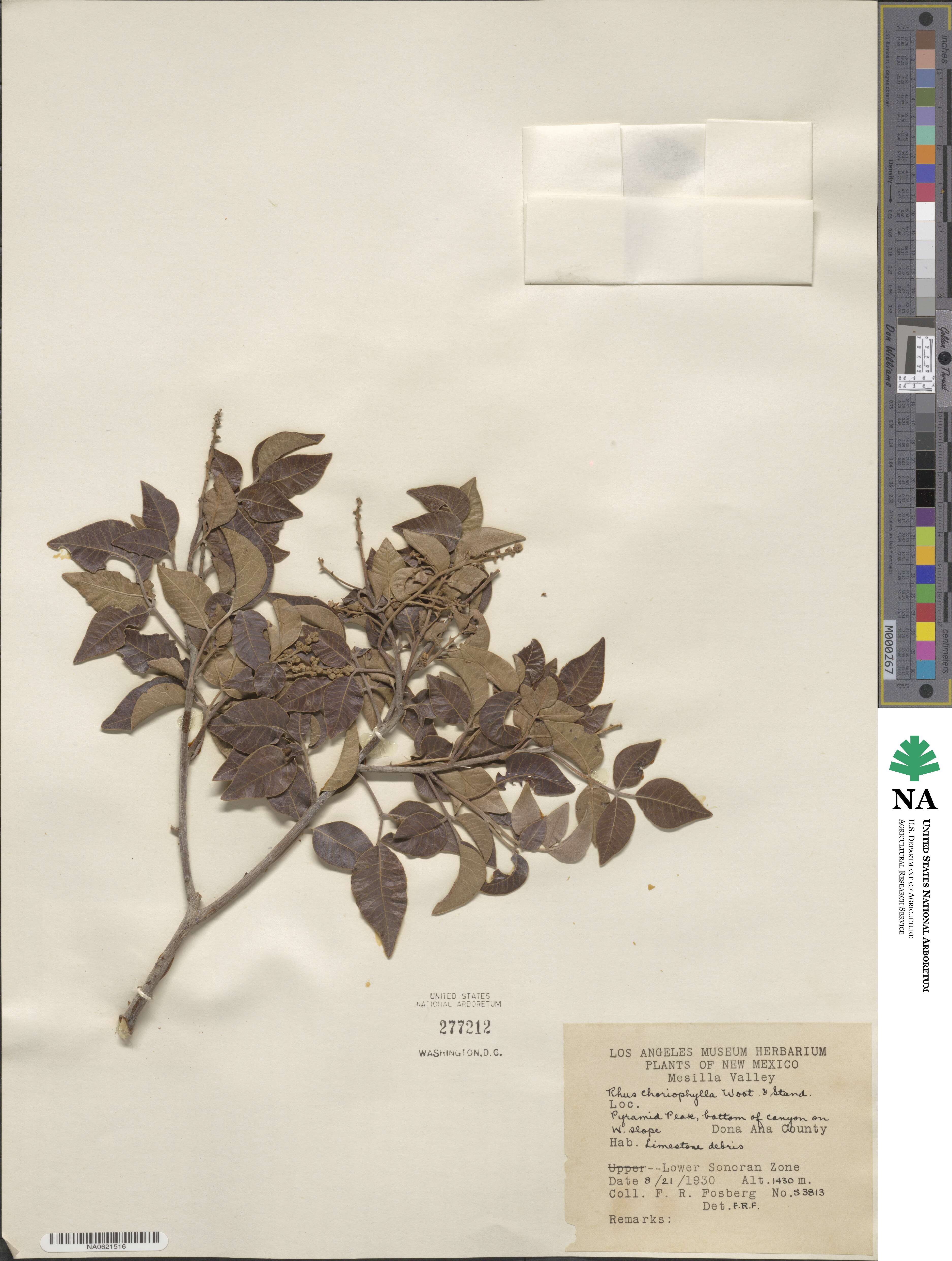 Rhus virens var. choriophylla image