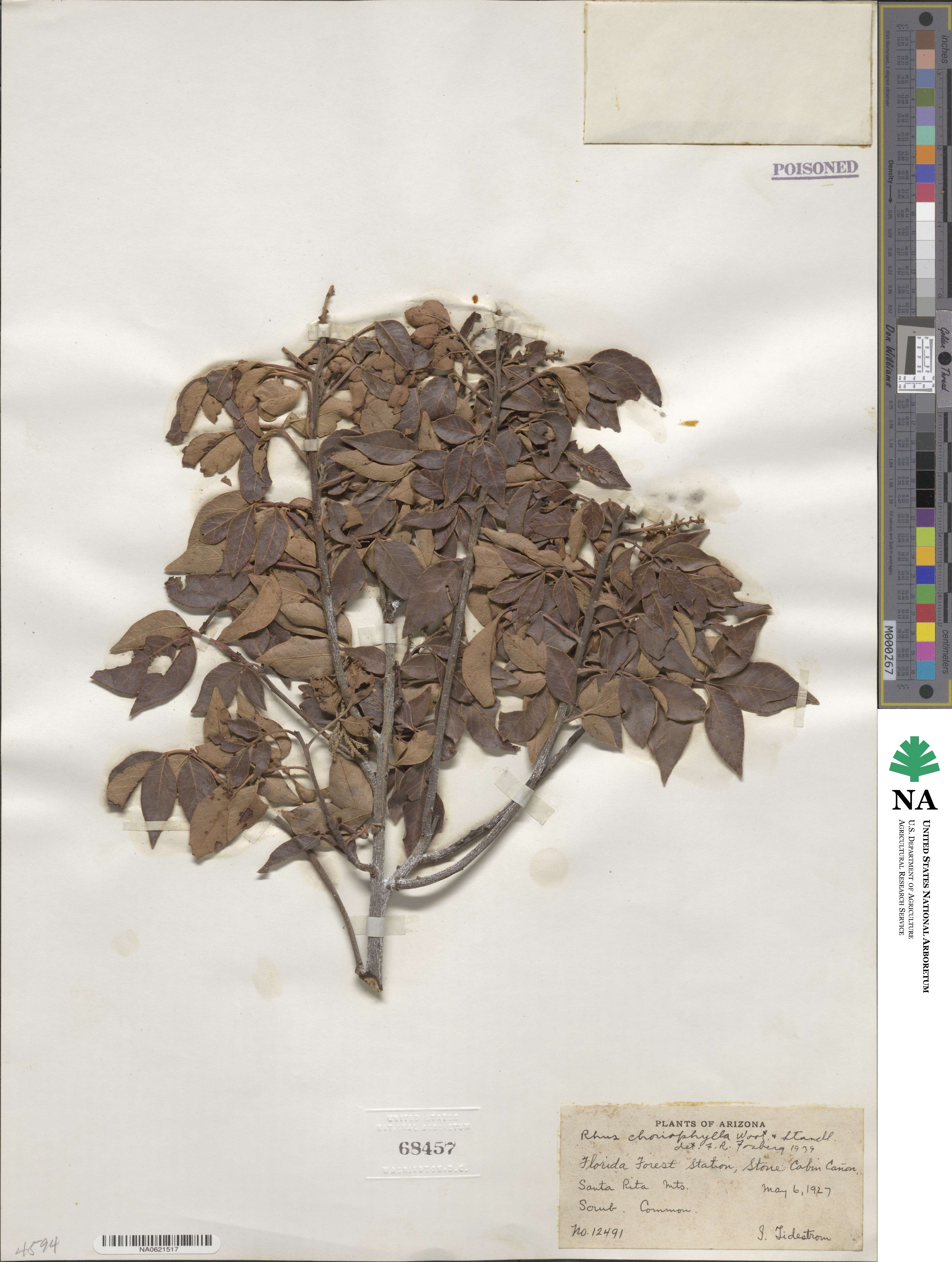 Rhus virens var. choriophylla image
