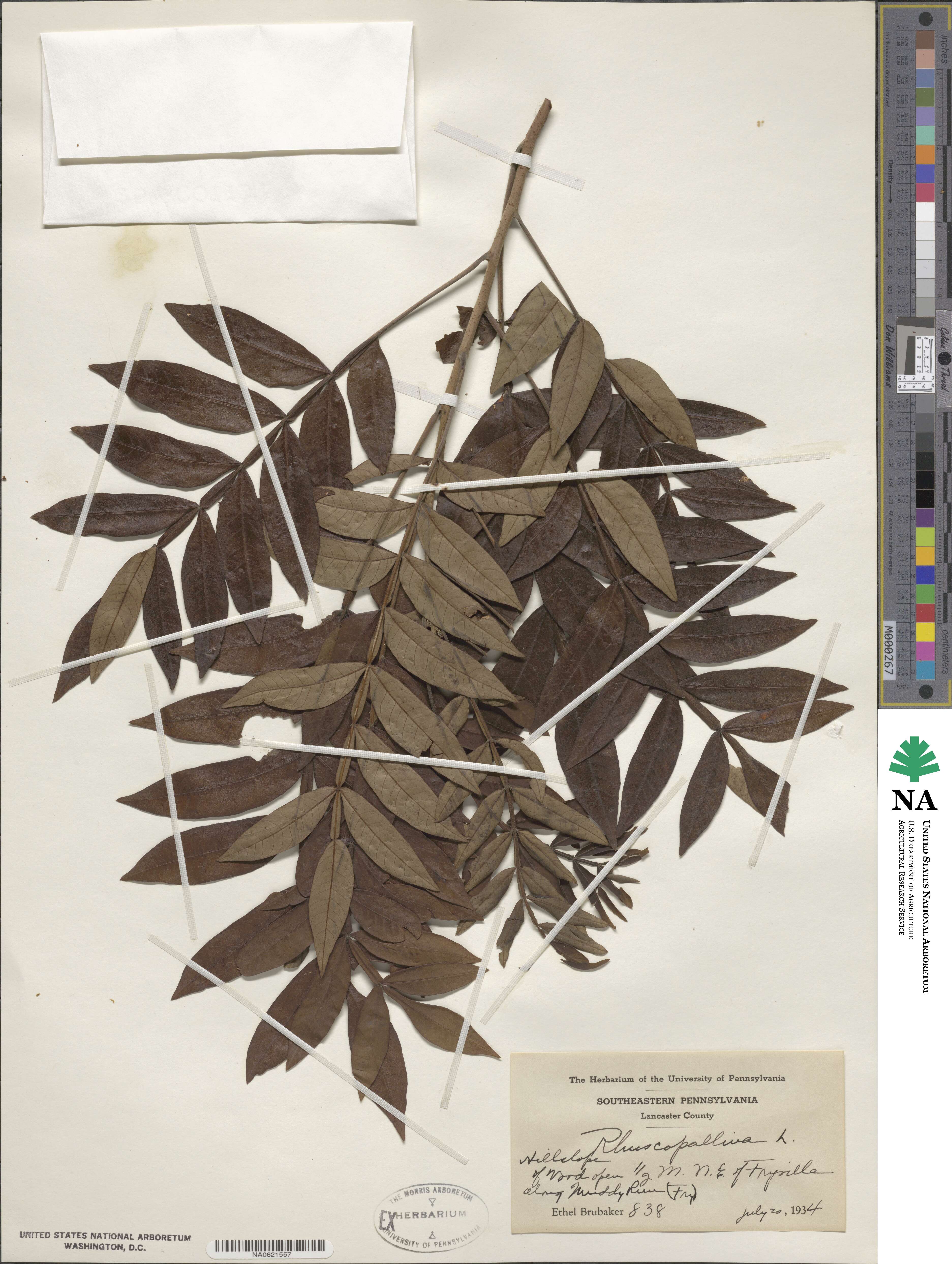 Rhus copallina image