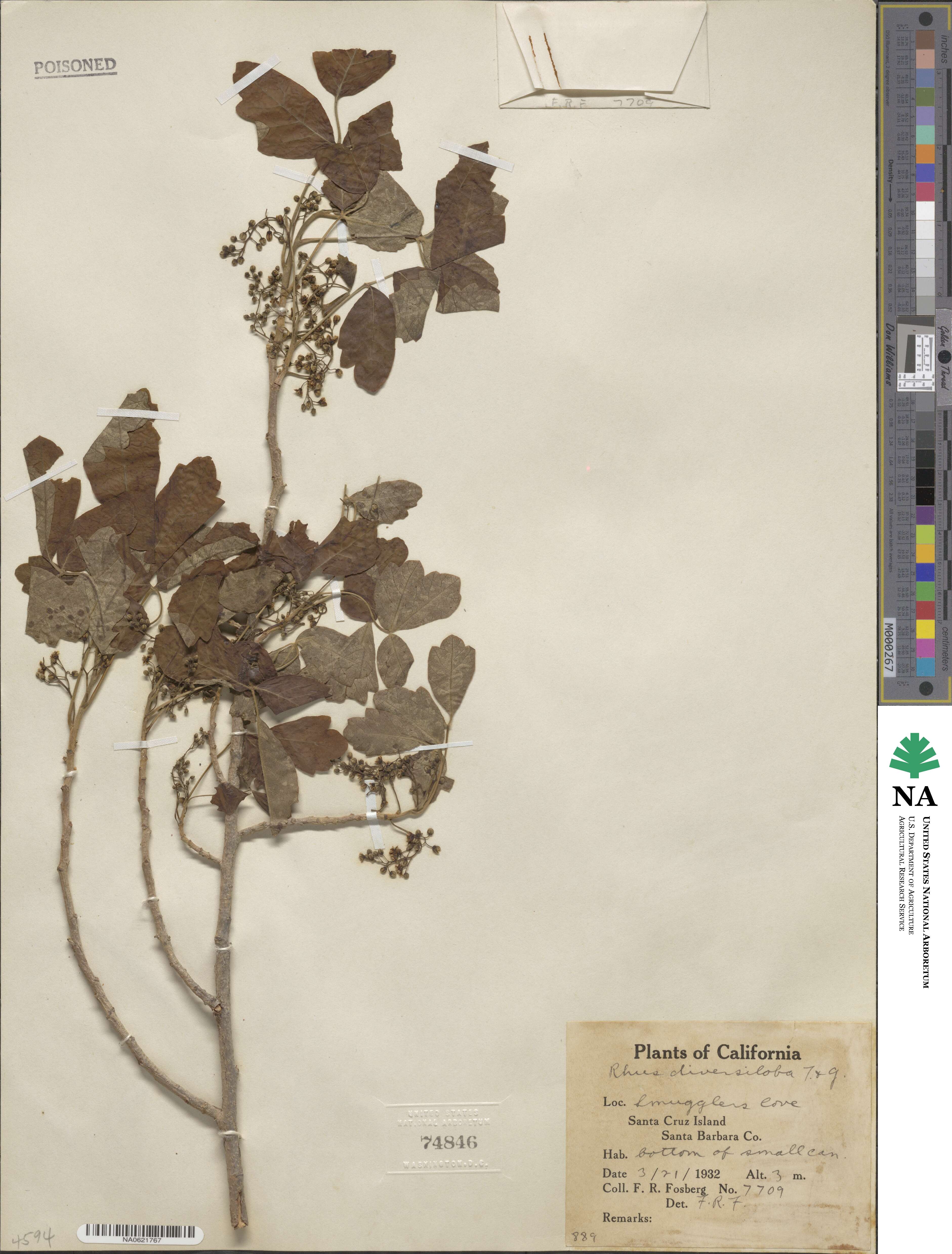 Toxicodendron diversilobum image