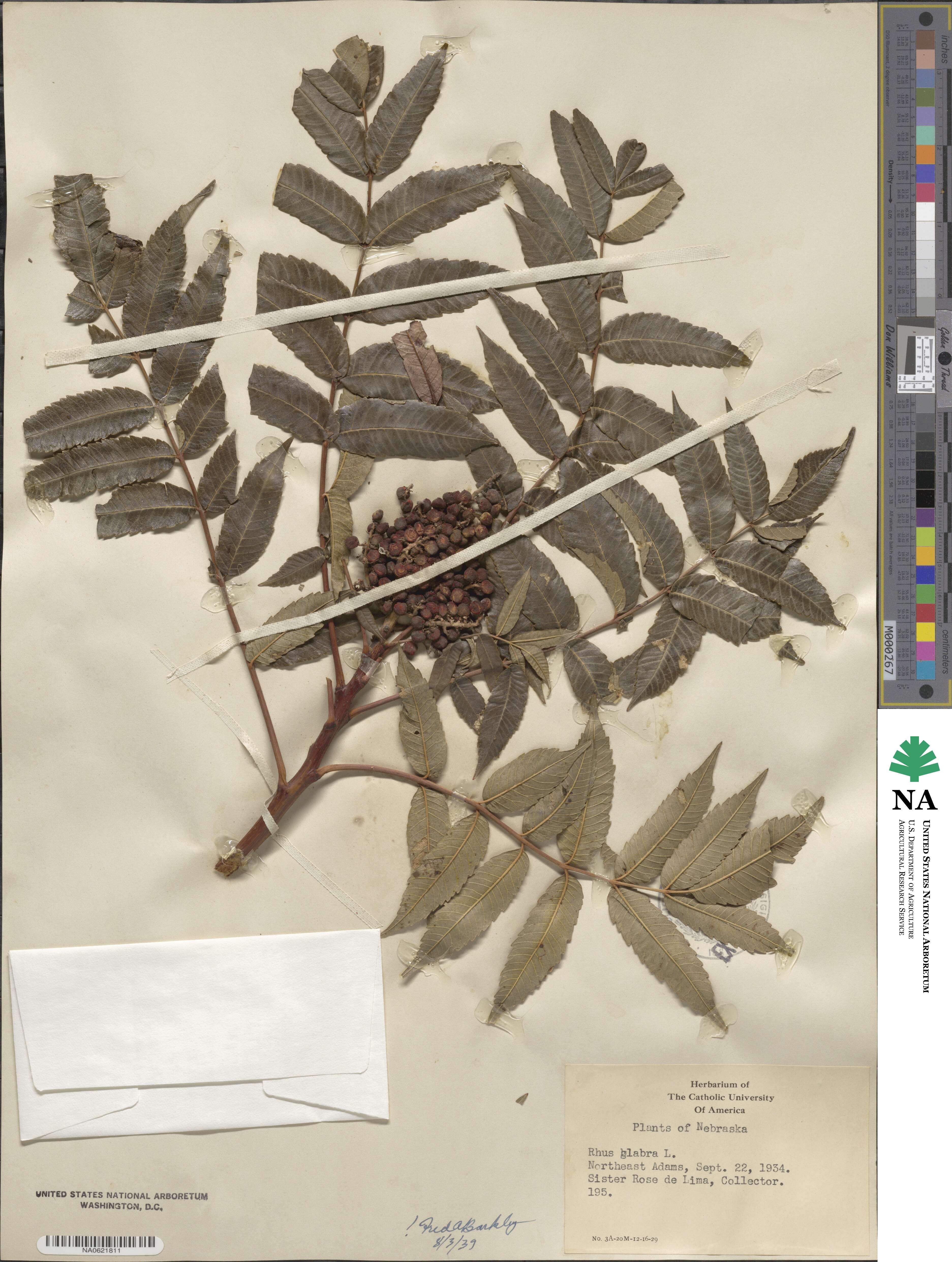 Rhus glabra image