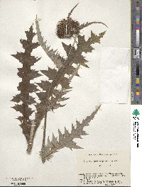 Cirsium borealinipponense image