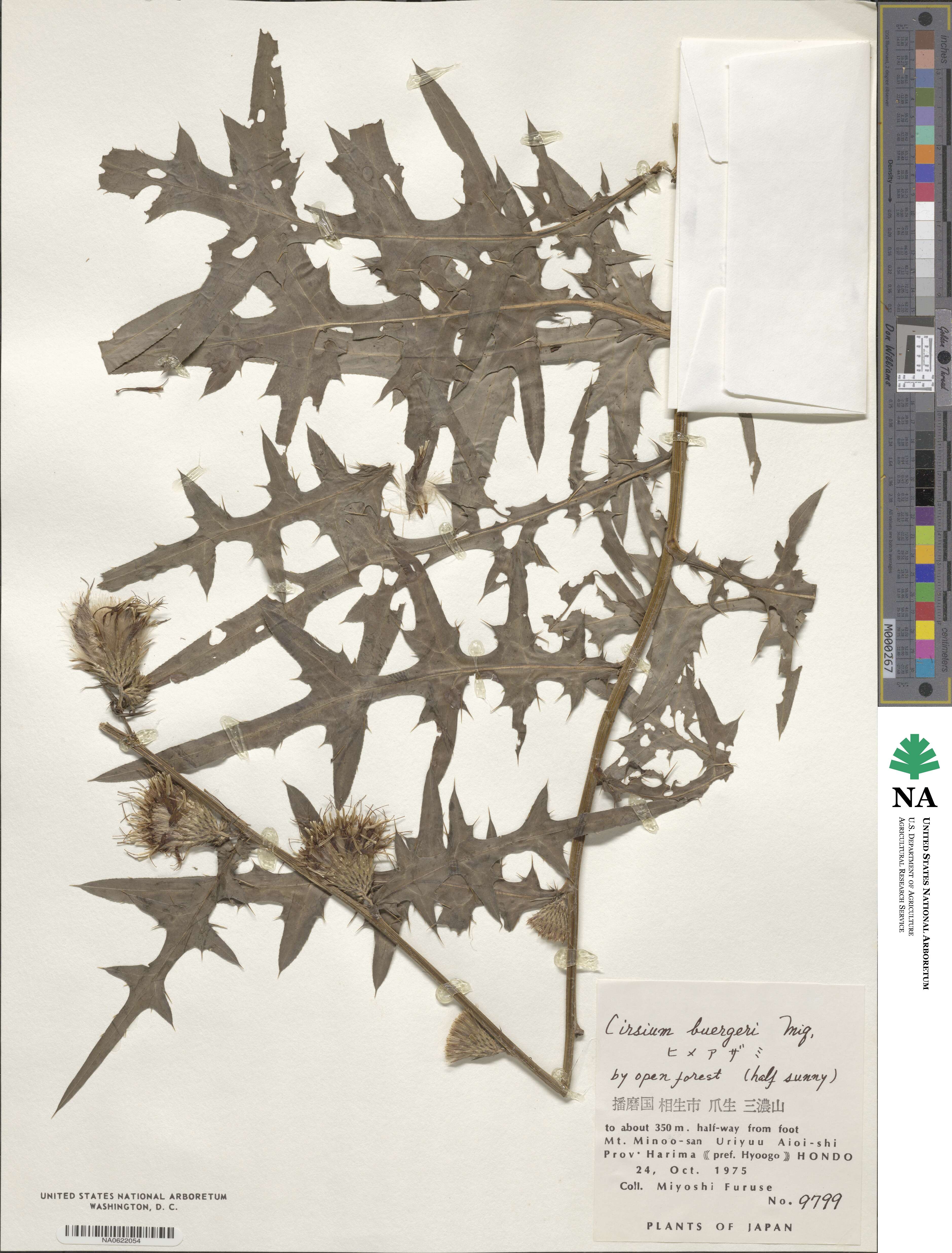 Cirsium buergeri image