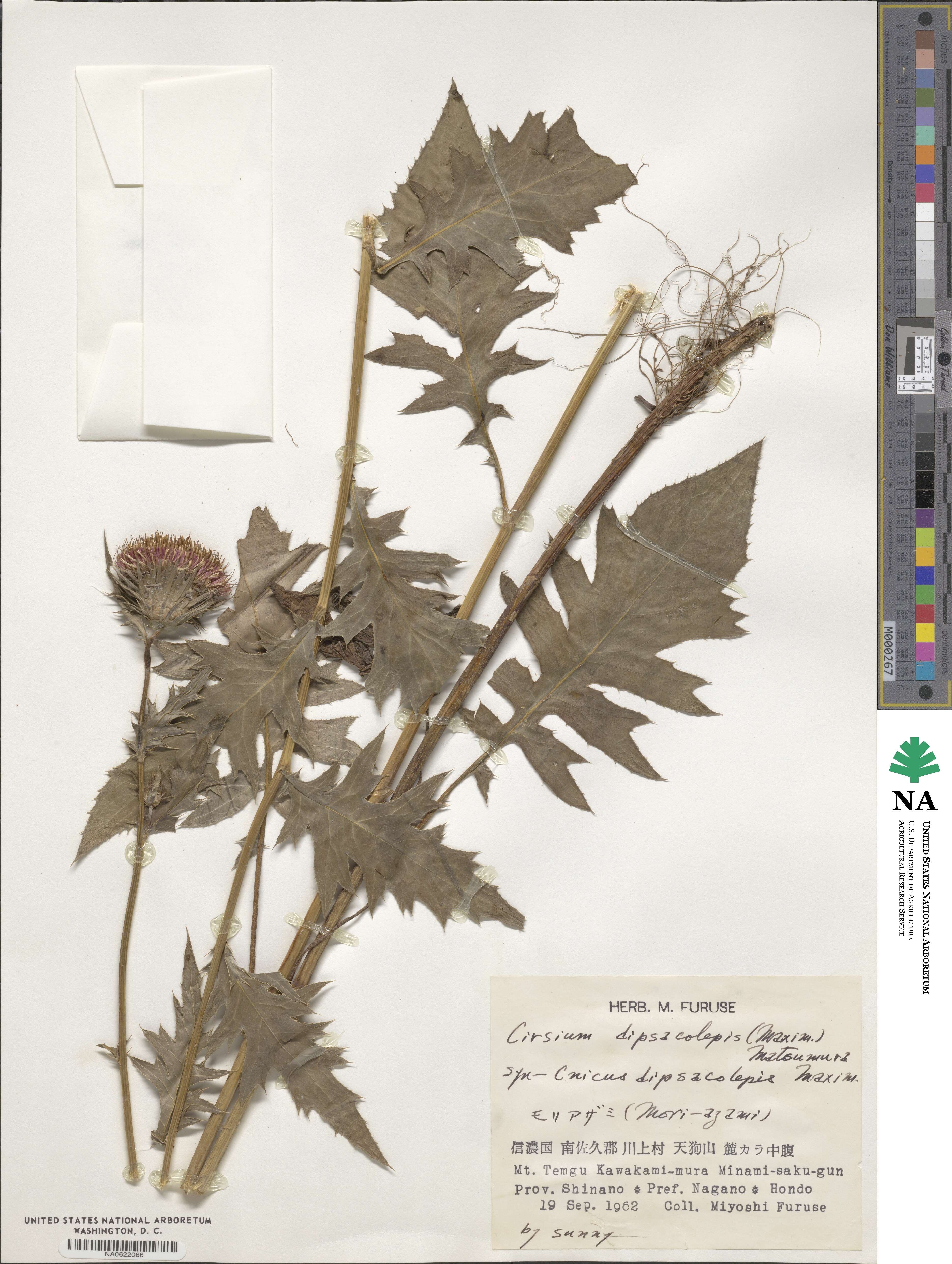 Cirsium dipsacolepis image