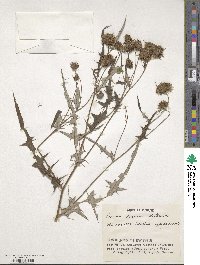 Image of Cirsium furusei